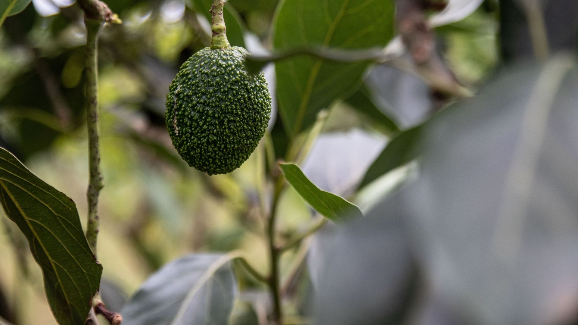 La culture de l'avocat fait des ravages