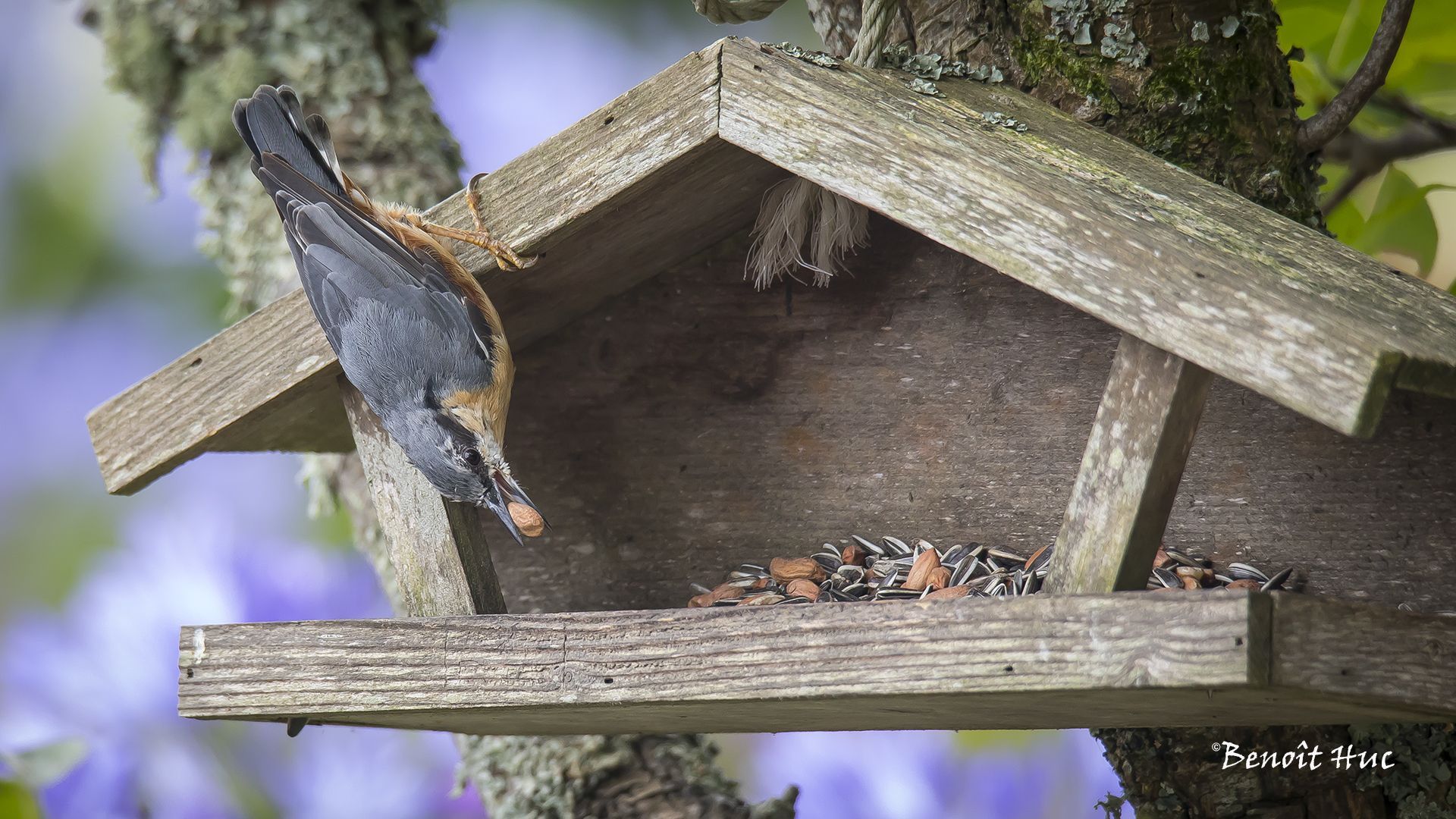 Quelles mangeoires choisir pour les oiseaux du jardin