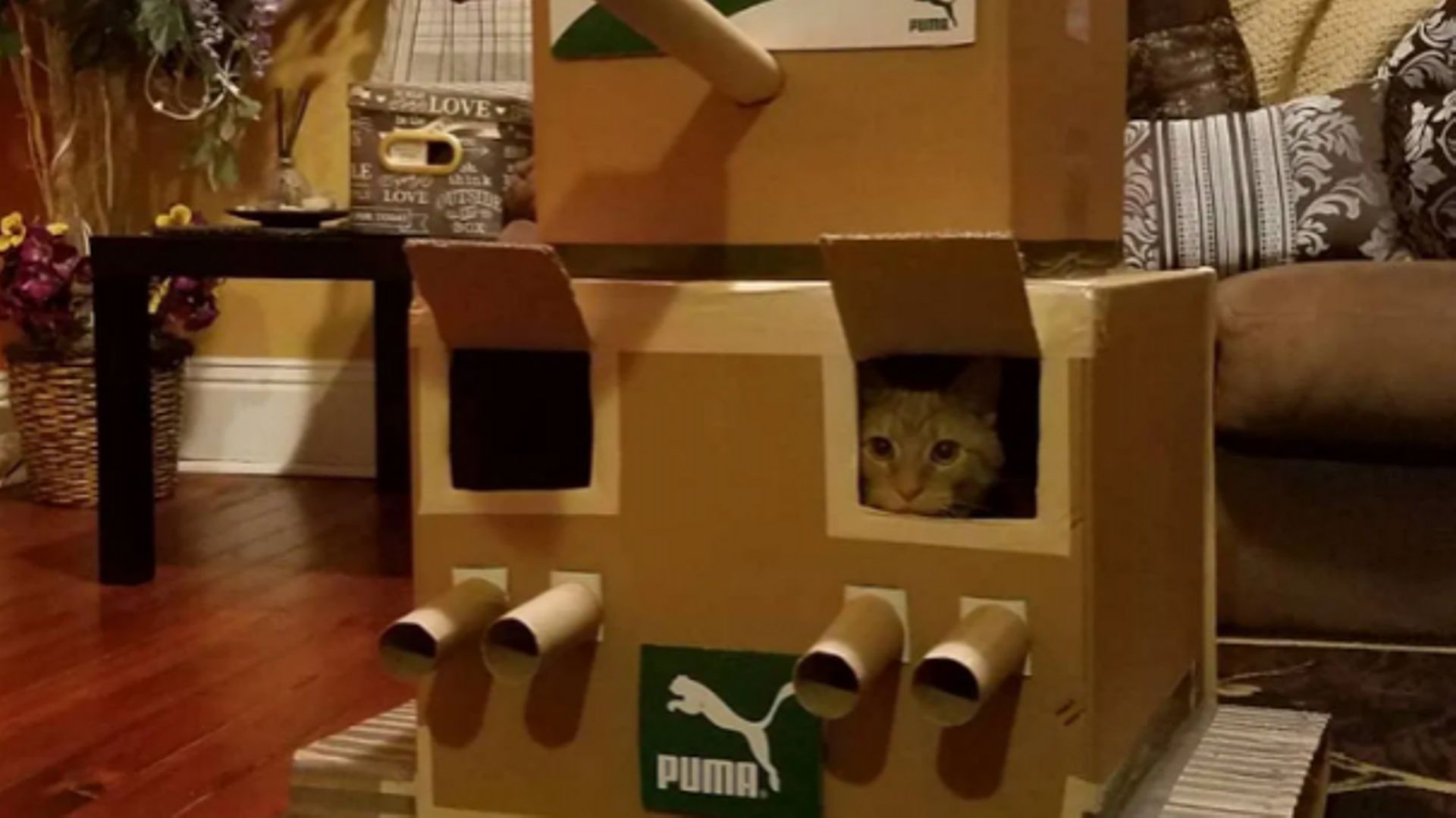 Le nouveau challenge qui "cartonne", construire un tank en carton pour son chat