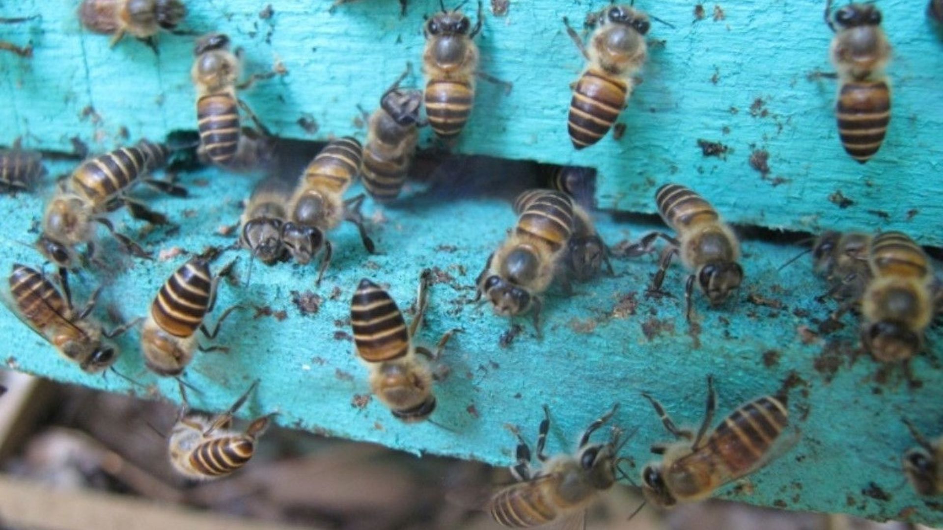 Entrée d'une ruche d'abeilles de l'espèce Apis cerana dans un rucher vietnamien.