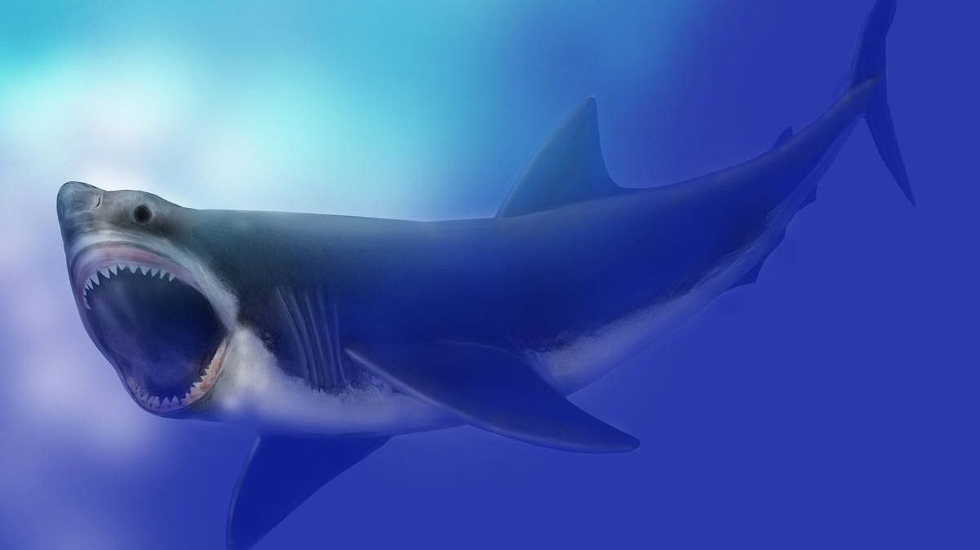 Le mégalodon, requin géant, a été victime de la première extinction de masse liée... aux glaciers