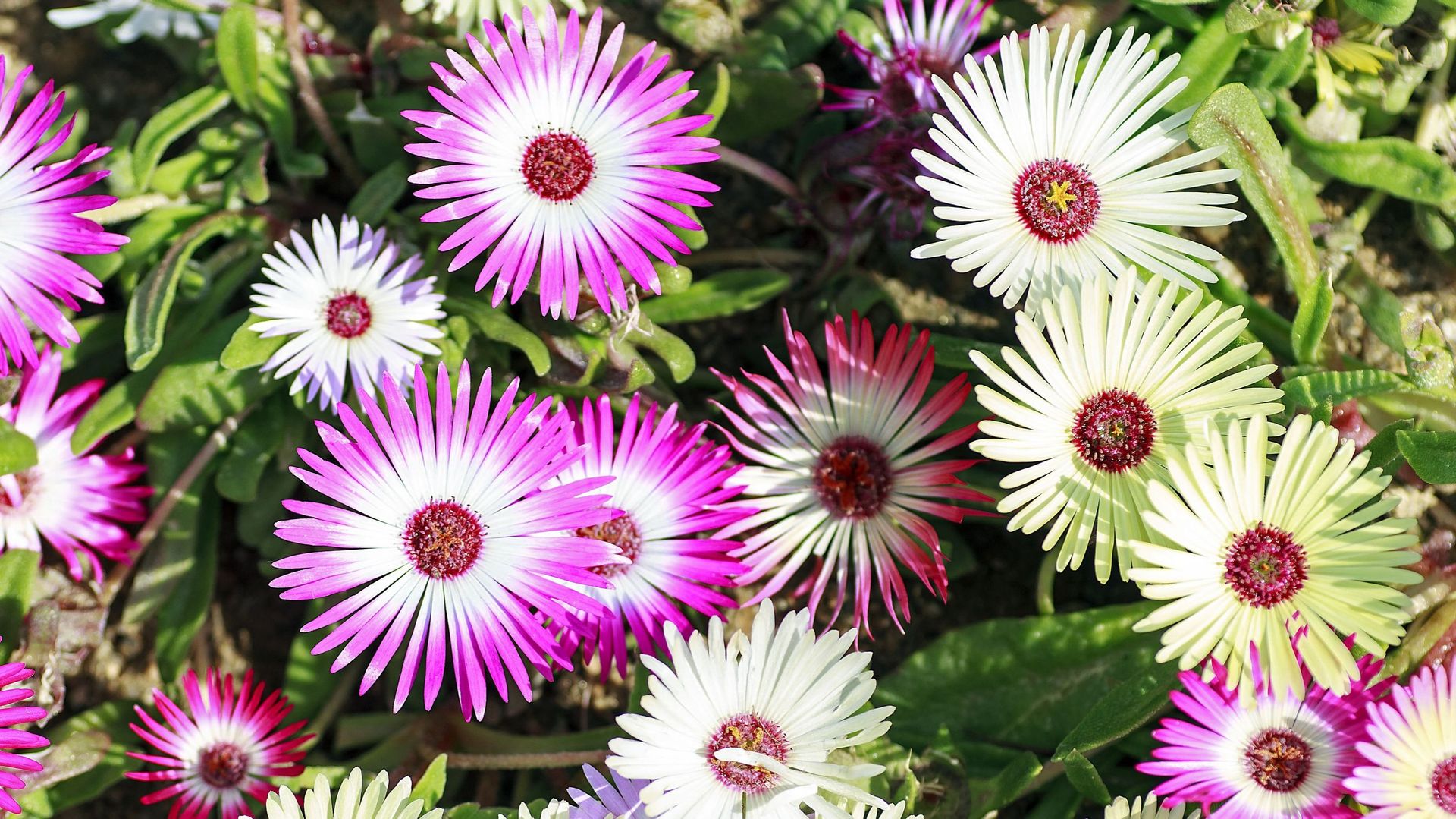 Les fleurs du Delosperma, aussi appelé pourpier vivace, ressemble à des petites marguerites.
