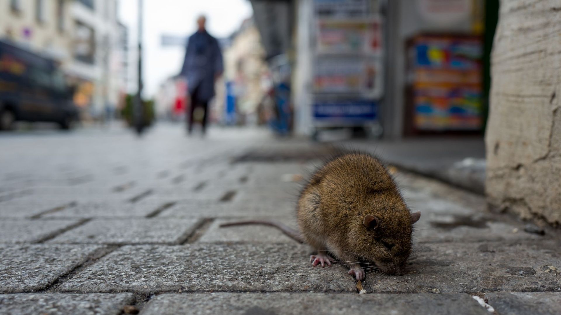 Les rats des villes sans doute pas à l'origine de la prochaine pandémie.