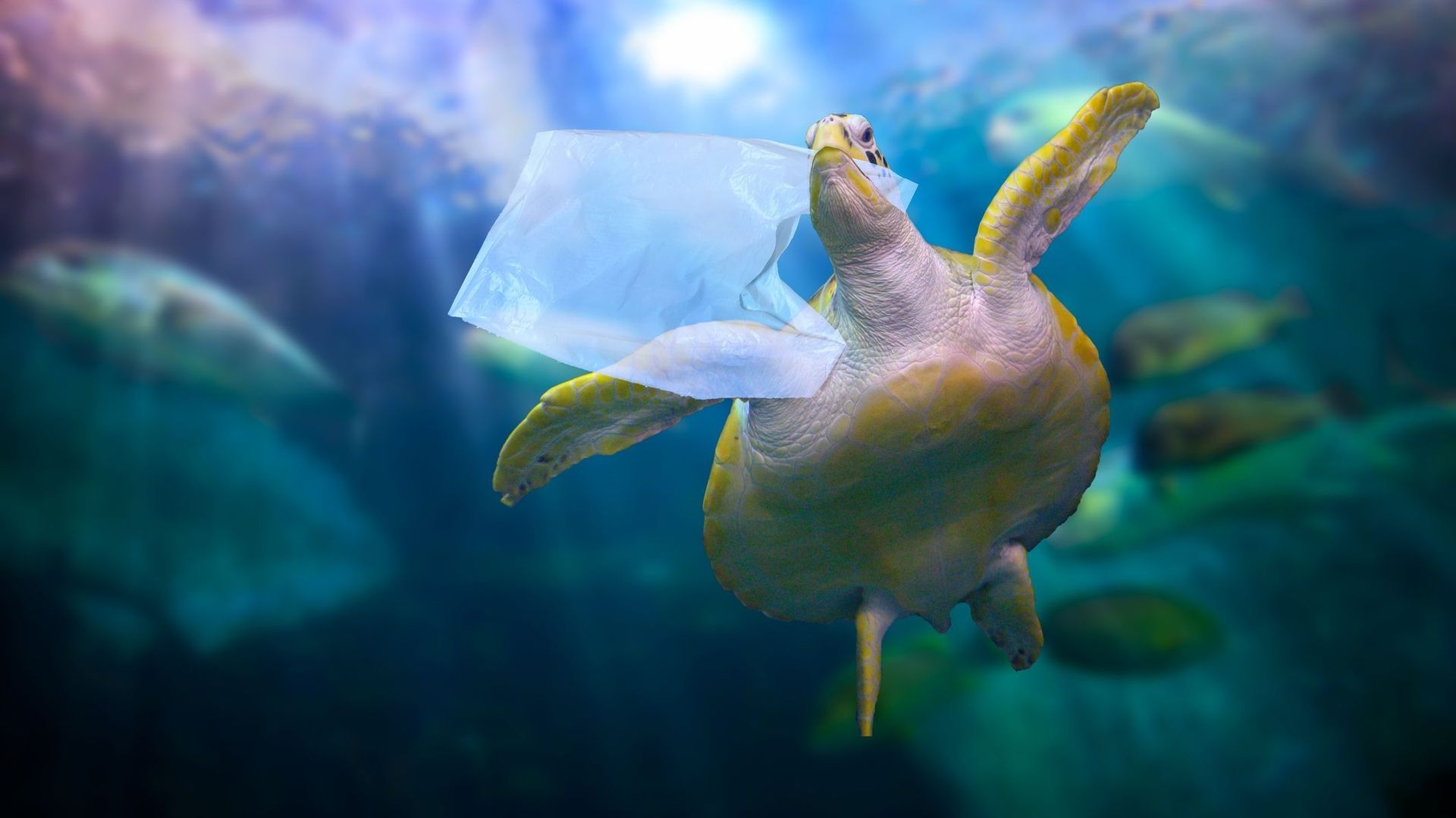Sacs, fils de pêche, emballages : le catalogue des plastiques qui étouffent les animaux marins.