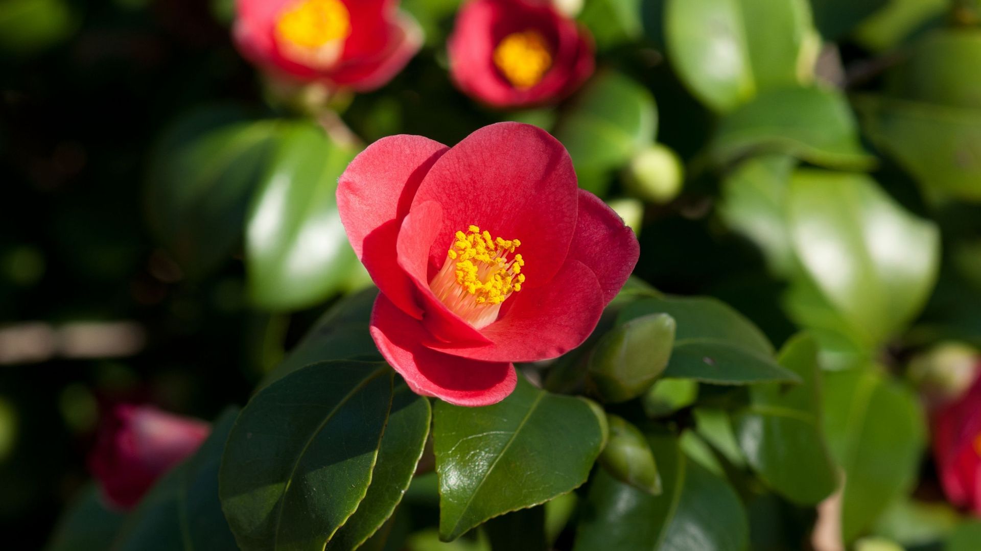 Au Japon, le camélia – Camellia japonica – s’appelle "tsubaki" et est symbole d’amitié, d’élégance et d’harmonie. Sa fleur rouge est devenue l’emblème des samouraïs