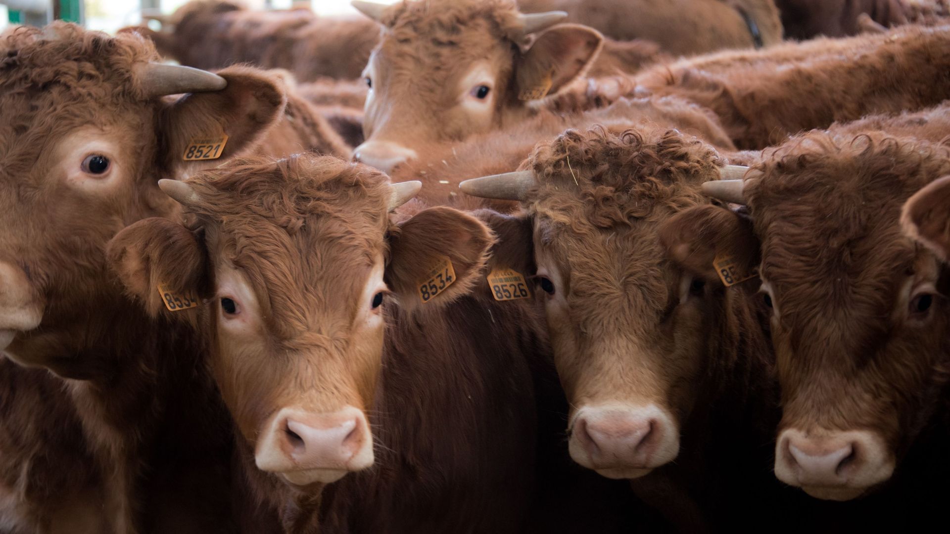 Des vaches du Limousin dans leur étable, le 17 décembre 2015 à Arras en France