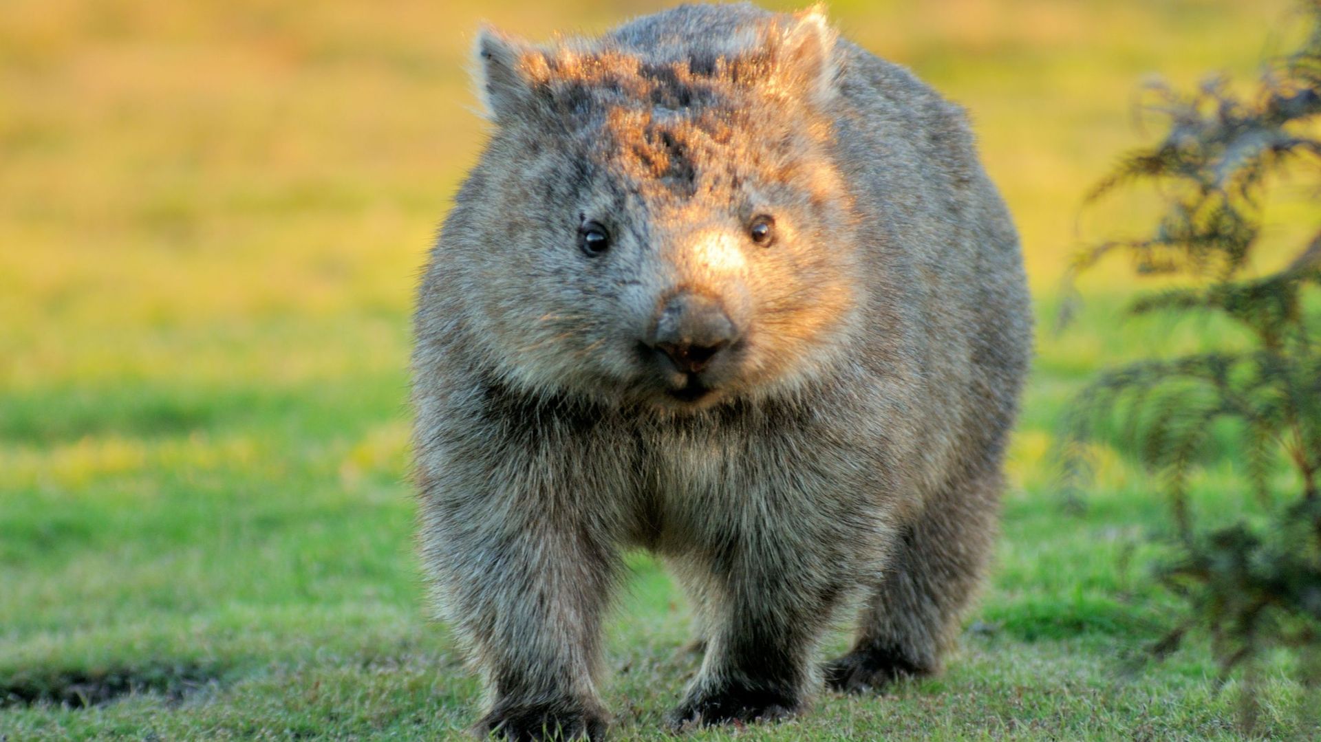 Le wombat creuse des terriers qui permettent à d’autres animaux d’échapper aux flammes.