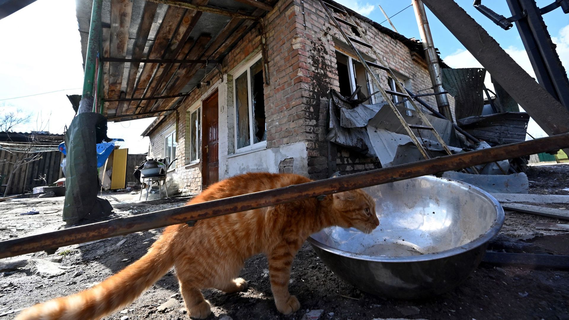 Un chat cherche de la nourriture à côté d'une maison abandonnée, endommagée par les bombardements russes, près du village de front de Horenka, au nord de Kiev.