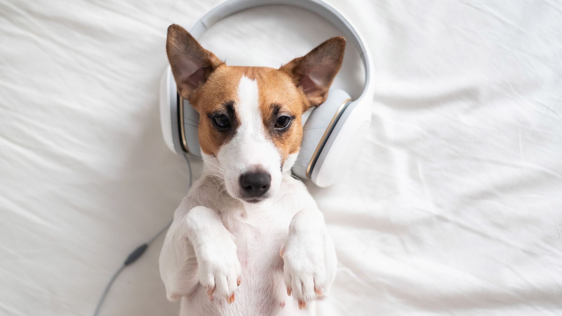 Selon une étude, la musique classique limite le stress d'un chien