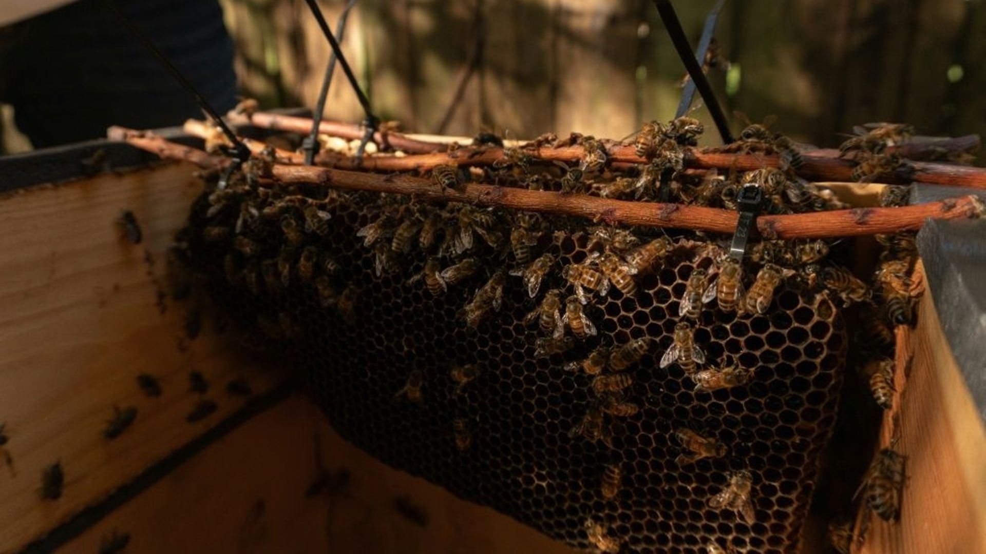 A Miami, une militante vient en aide aux abeilles menacées d'extermination.