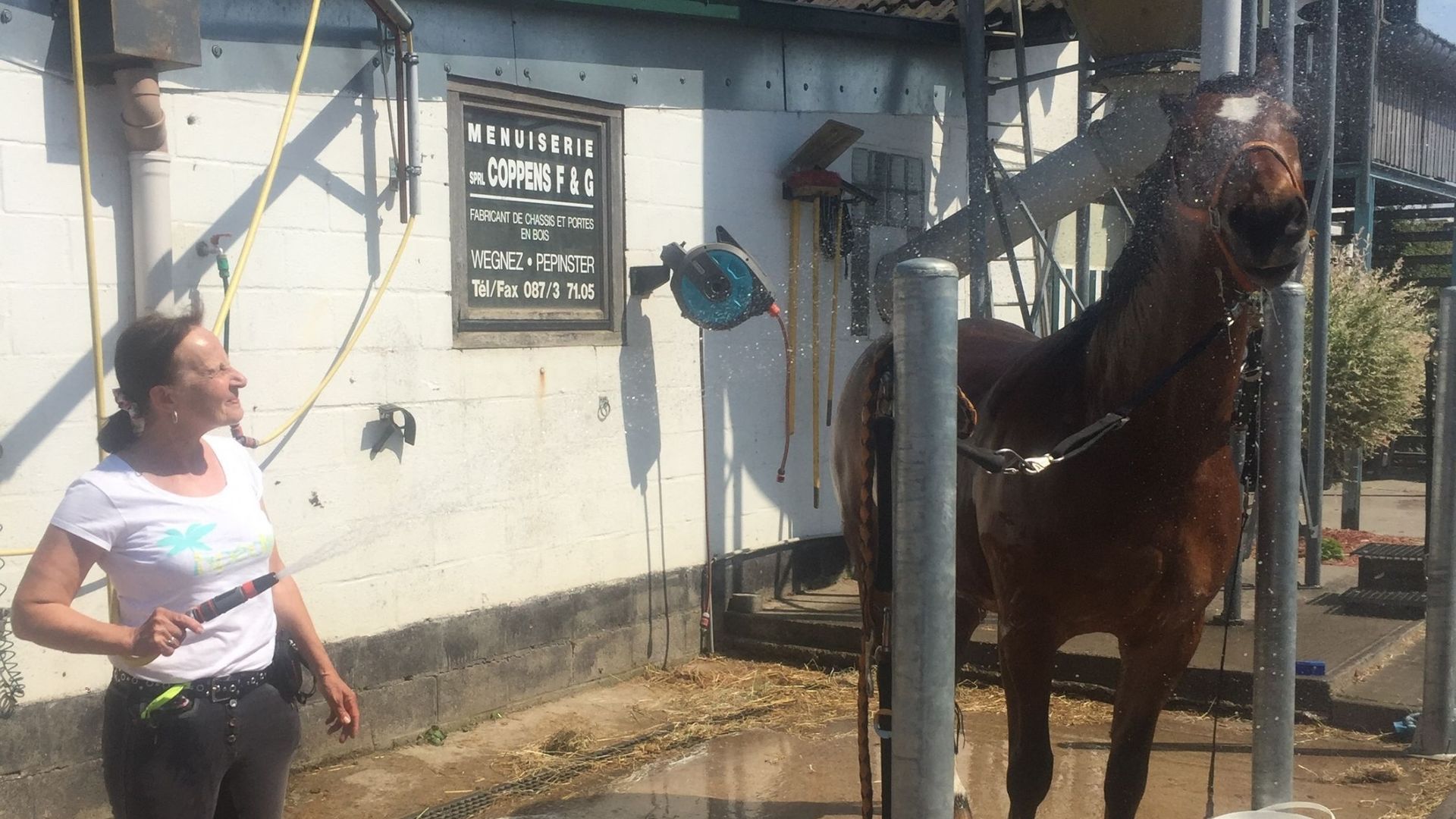 Un cheval au Jonckeu profitant du jet d'eau rafraîchissant du tuyau d'arrosage après une leçon.