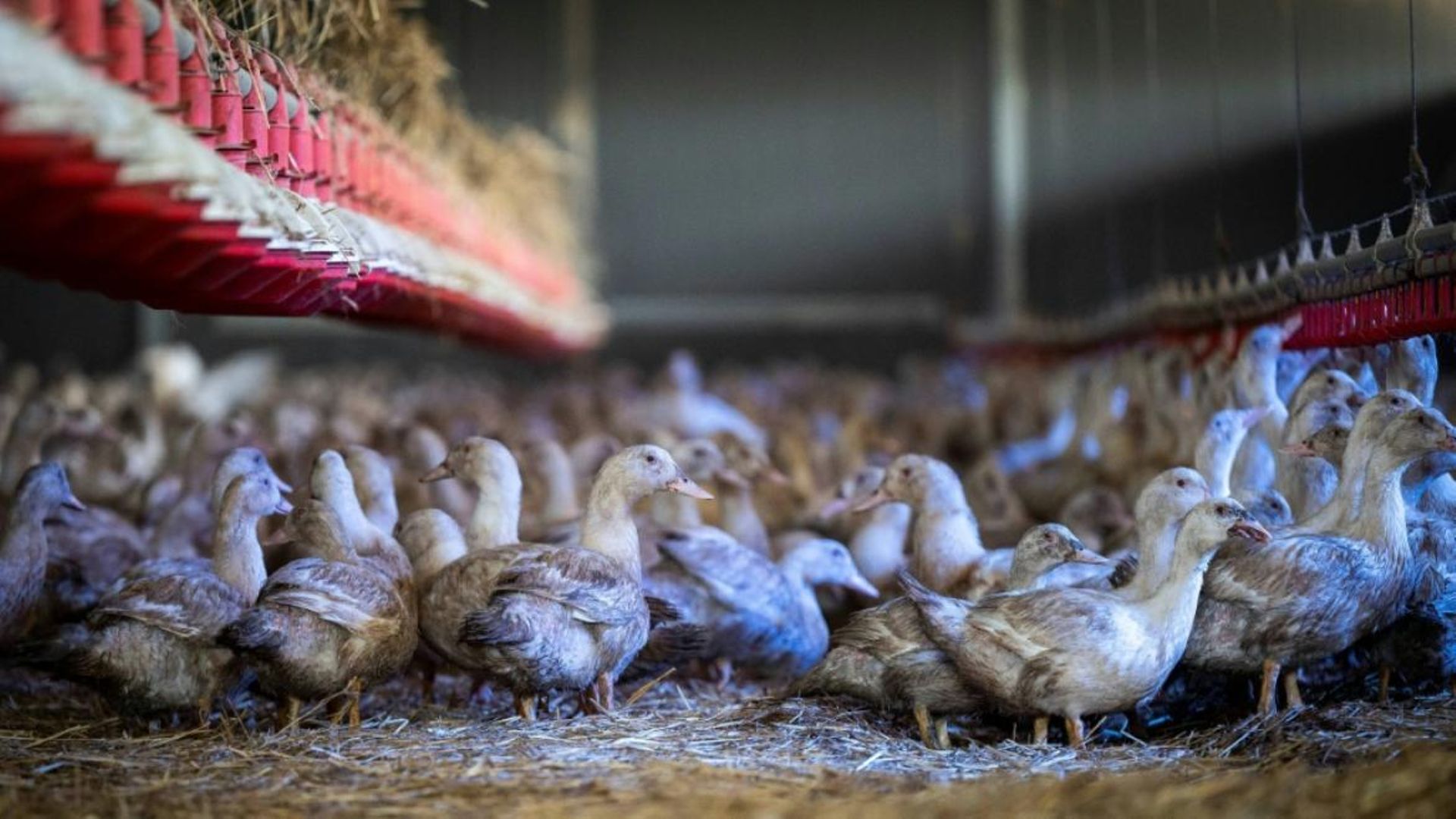 Grippe aviaire en France : le niveau de risque hissé au plus haut échelon ("élevé"), les volailles doivent être confinées