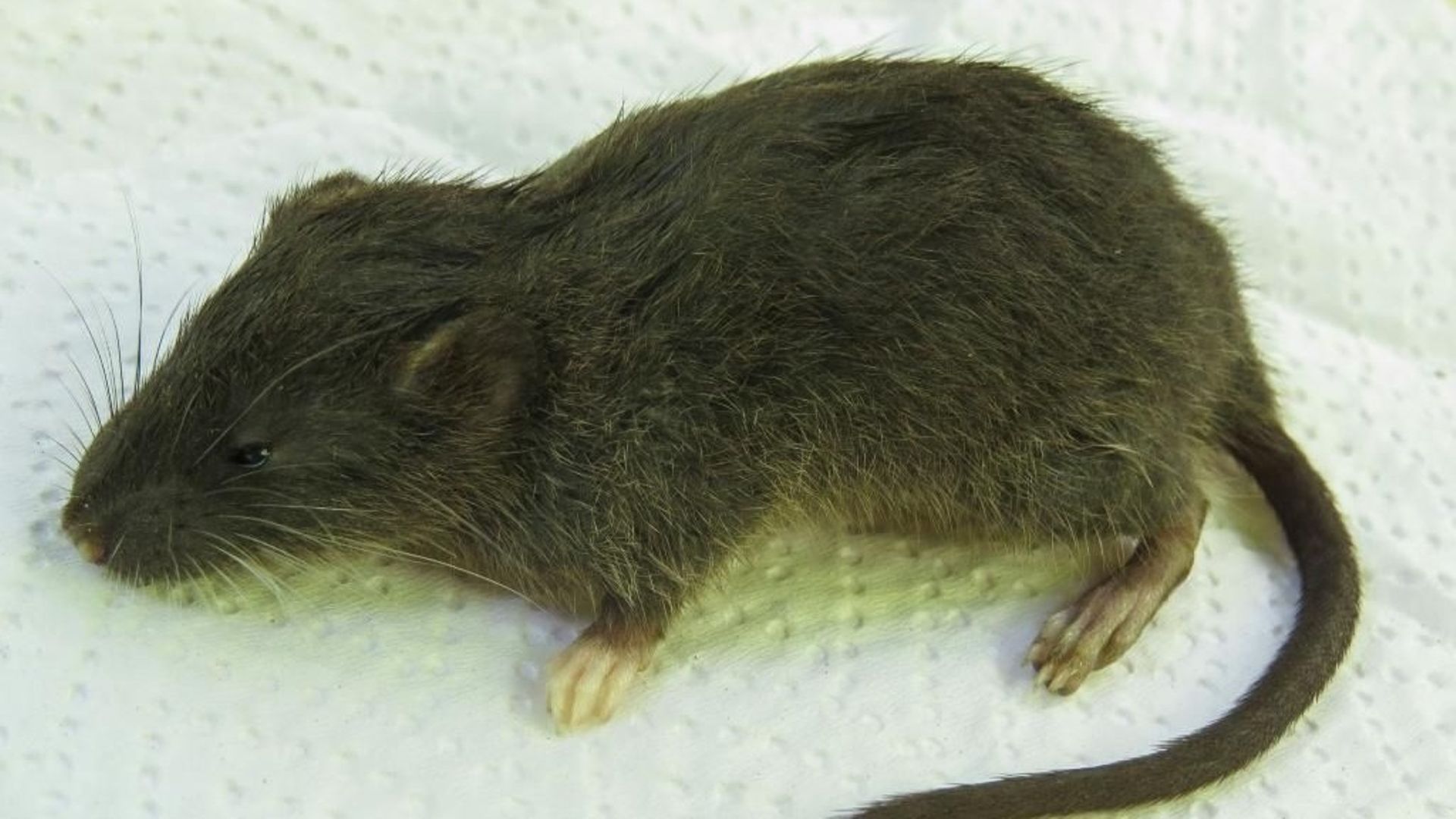 Une espèce inconnue de rongeur découverte dans la jungle au Pérou