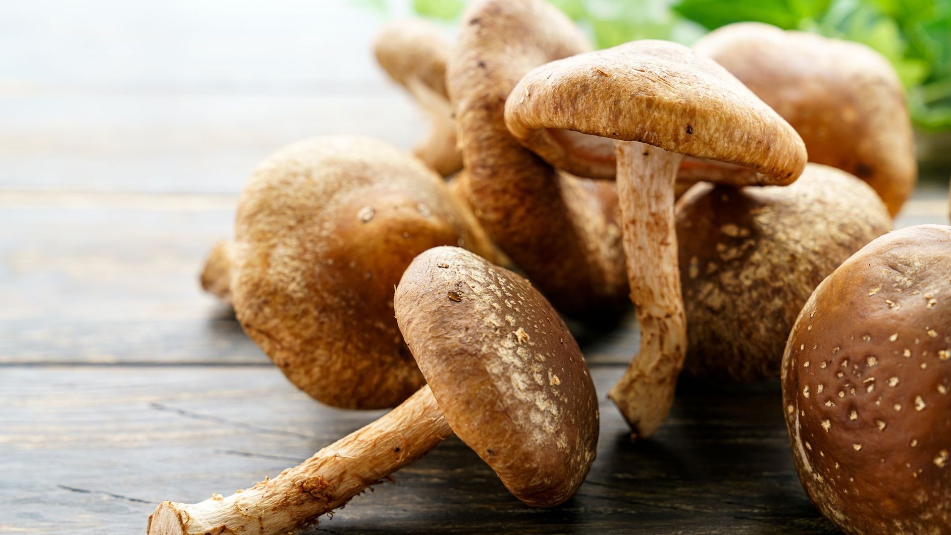 Risque toxique : les champignons shiitake doivent être cuits à cœur.
