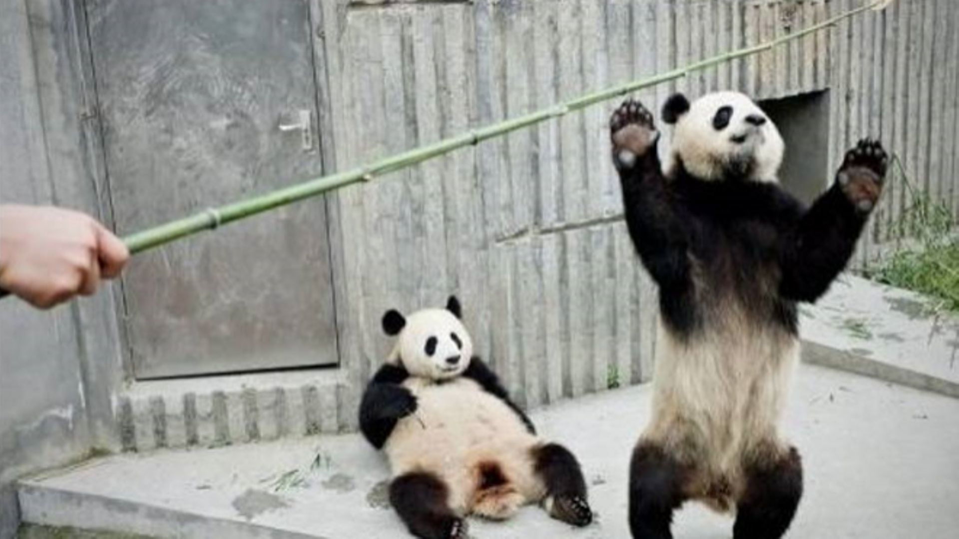 Les pandas raffolent du bambou