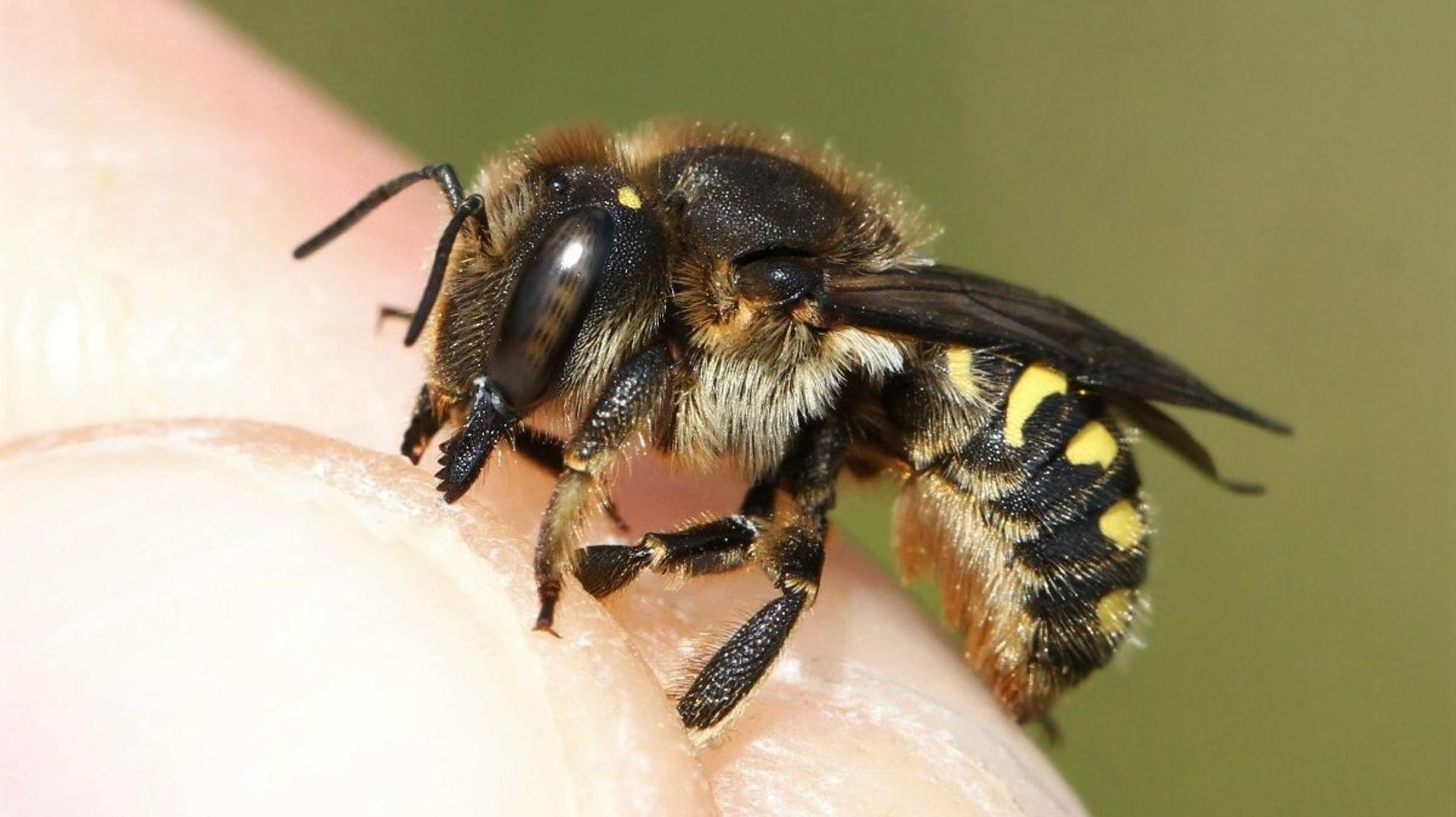 Biodiversité : les polders et dunes du Zwin abritent plus de 90 espèces d’abeilles sauvages