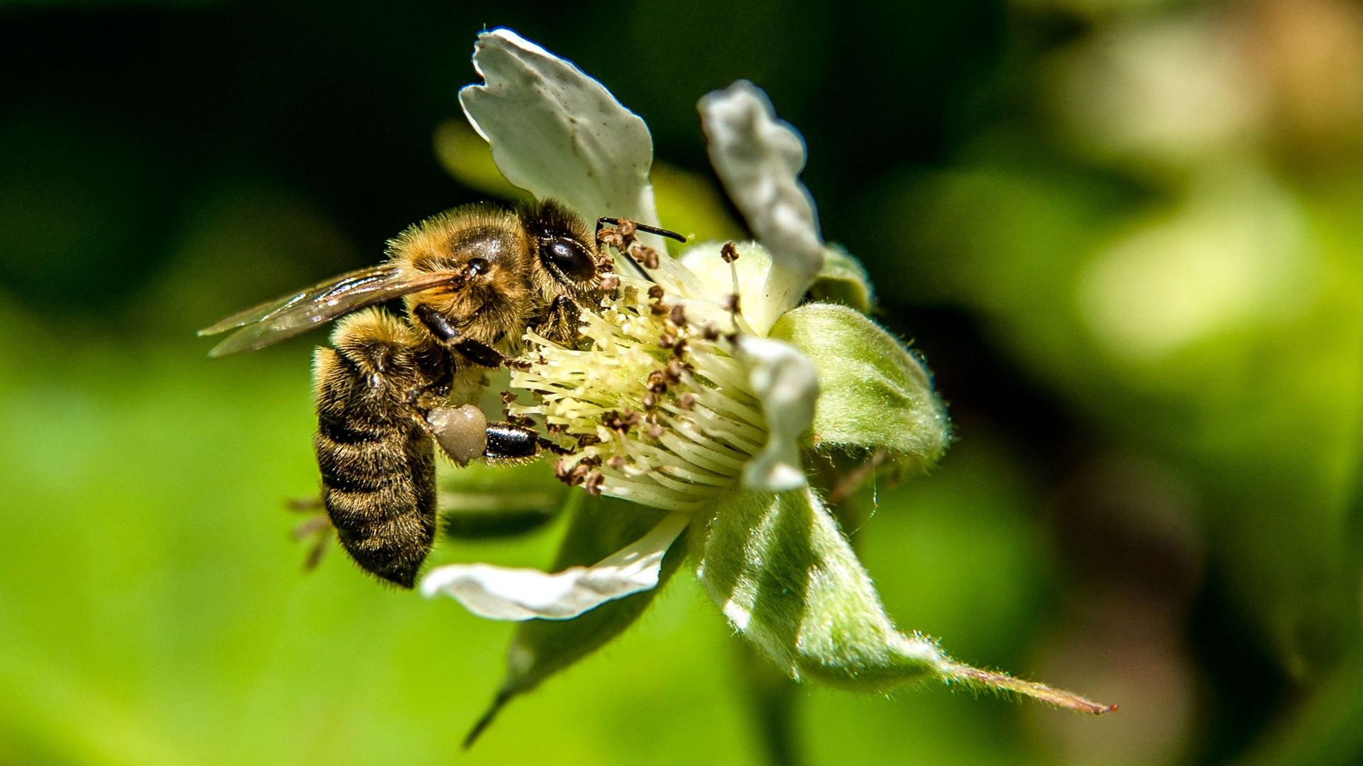 La langue des abeilles est adaptée au nectar des fleurs... à condition qu'il ne soit pas trop sucré.