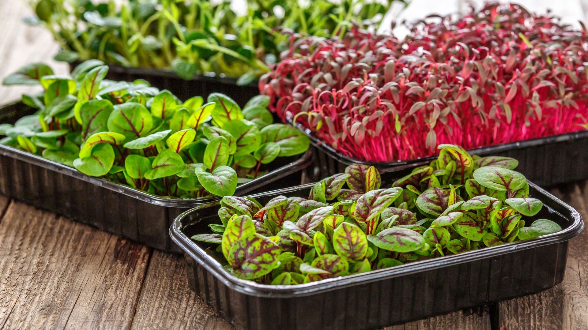Les micropousses sont souvent vendues au stade des cotylédons en vantant leurs richesses en vitamines, sels minéraux et autres éléments revitalisants. Mais cette production présente alors son grand défaut : elle nécessite énormément de semences.