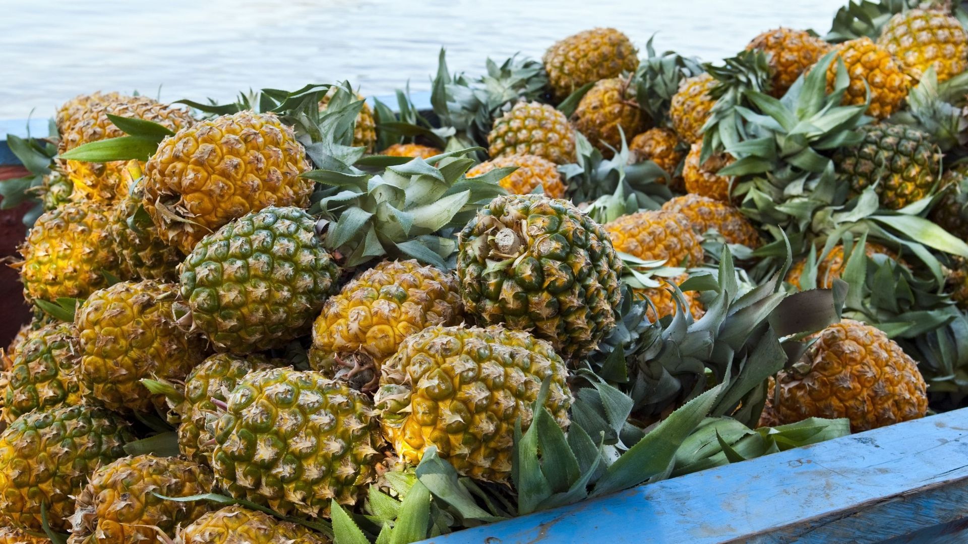 Comment faire pousser un ananas à partir du fruit ?
