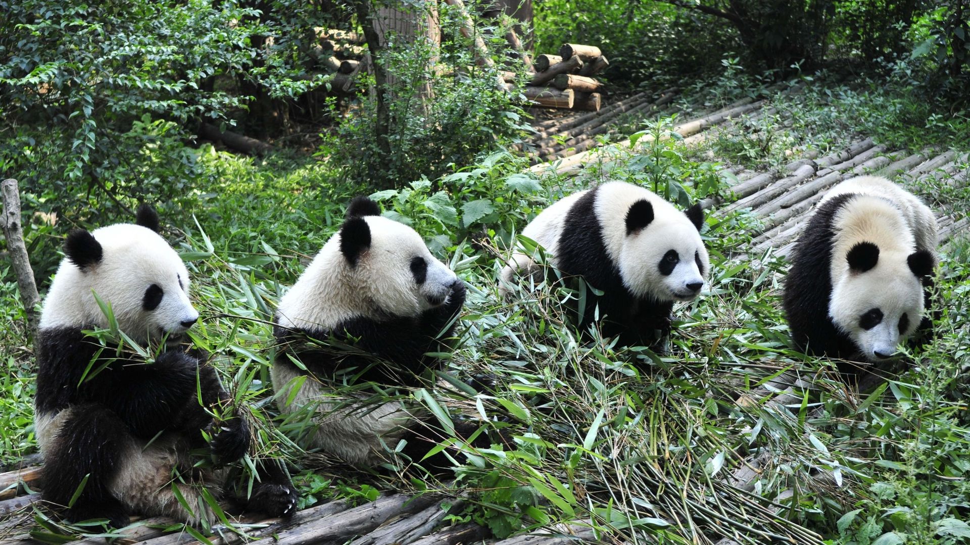 Pandas géants, Sichuan, Chine