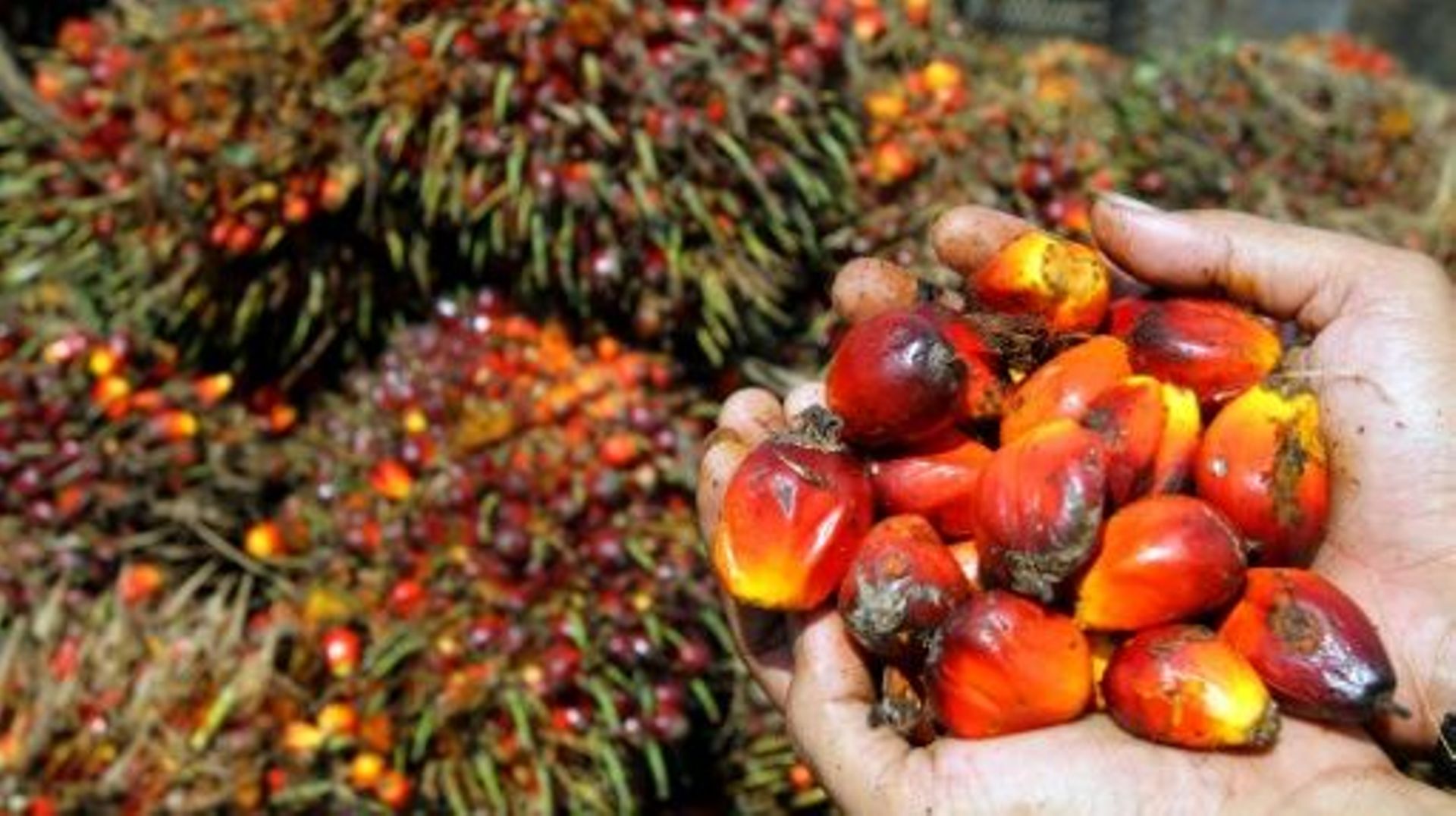 Le ministre allemand de l'Agriculture a appelé mercredi l'industrie allemande à cesser l'importation d'huile de palme non certifiée.