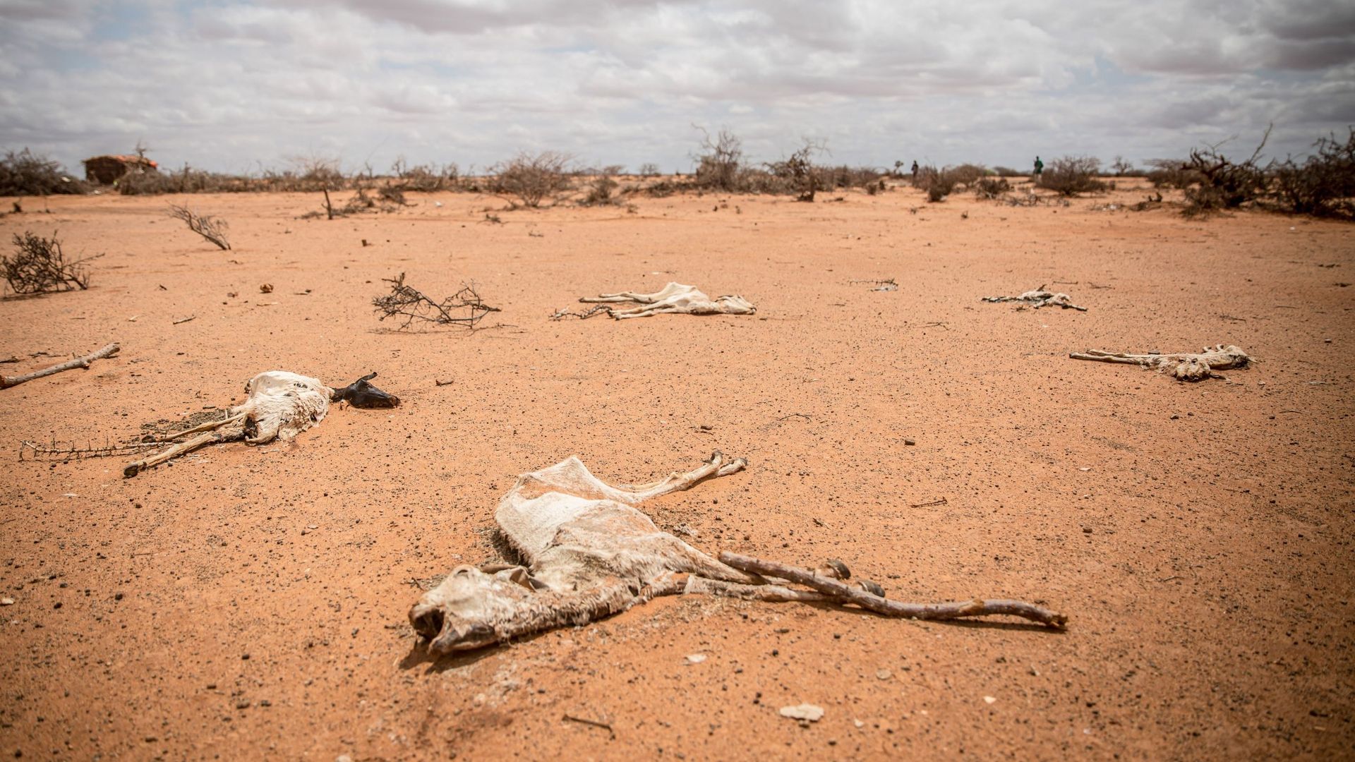 Bétail victime de la sécheresse intense en 2022 en Somalie