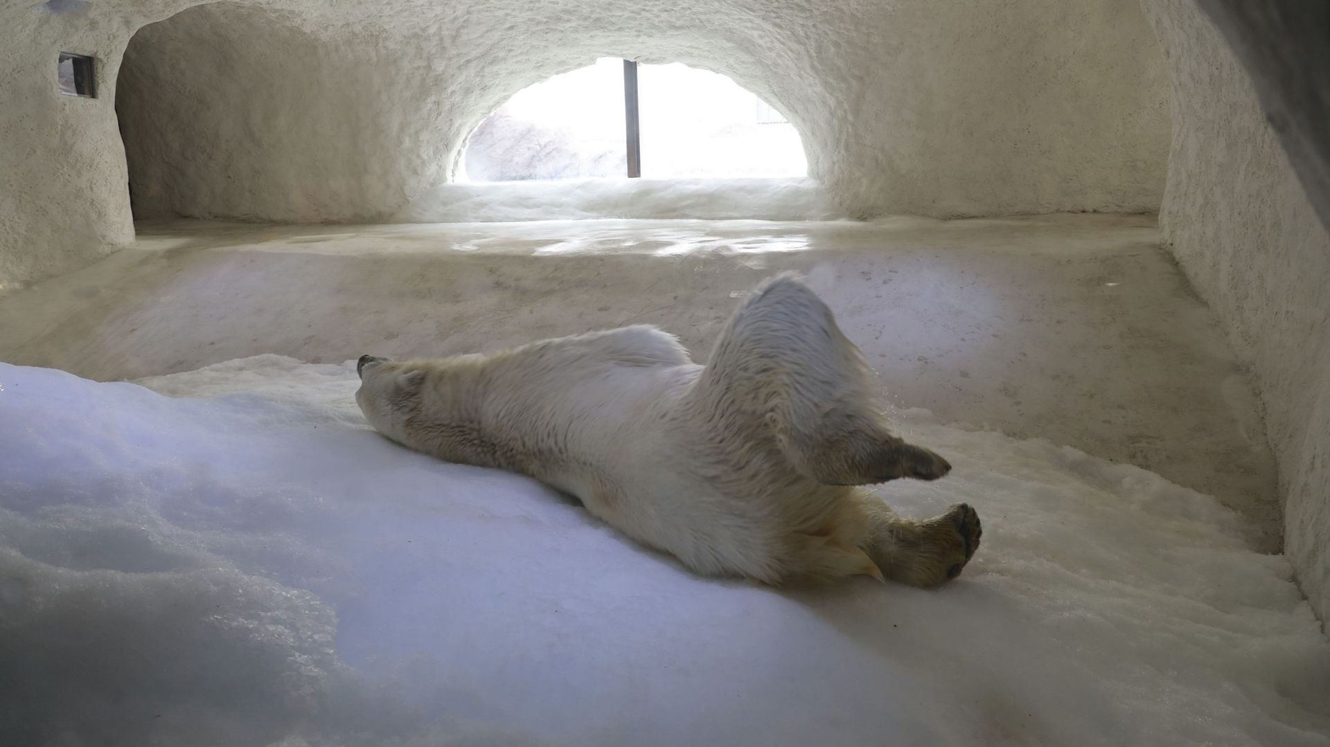 L’ours blanc dans sa grotte de glace.