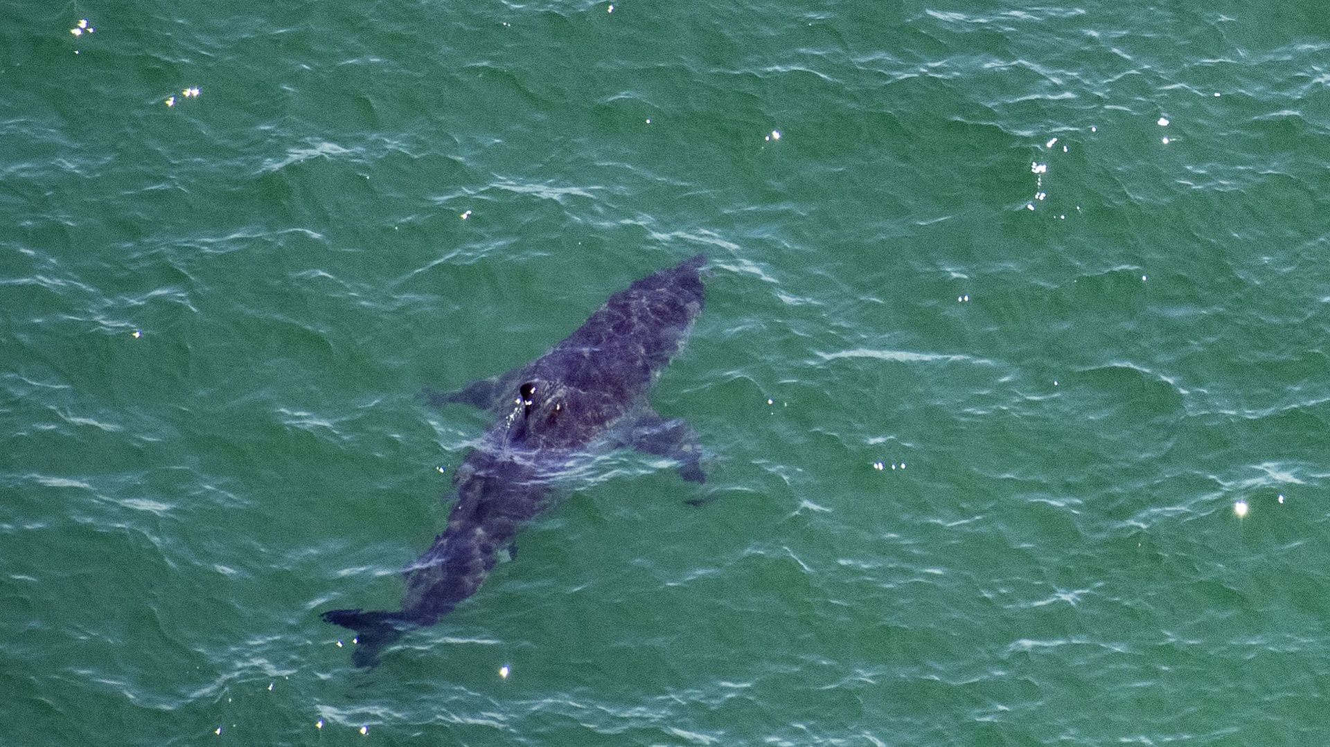 Un grand requin blanc nage à environ 50 mètres au large de la côte du Cape Cod National Sea Shore à Cape Cod, Massachusetts, le 15 juillet 2022.
