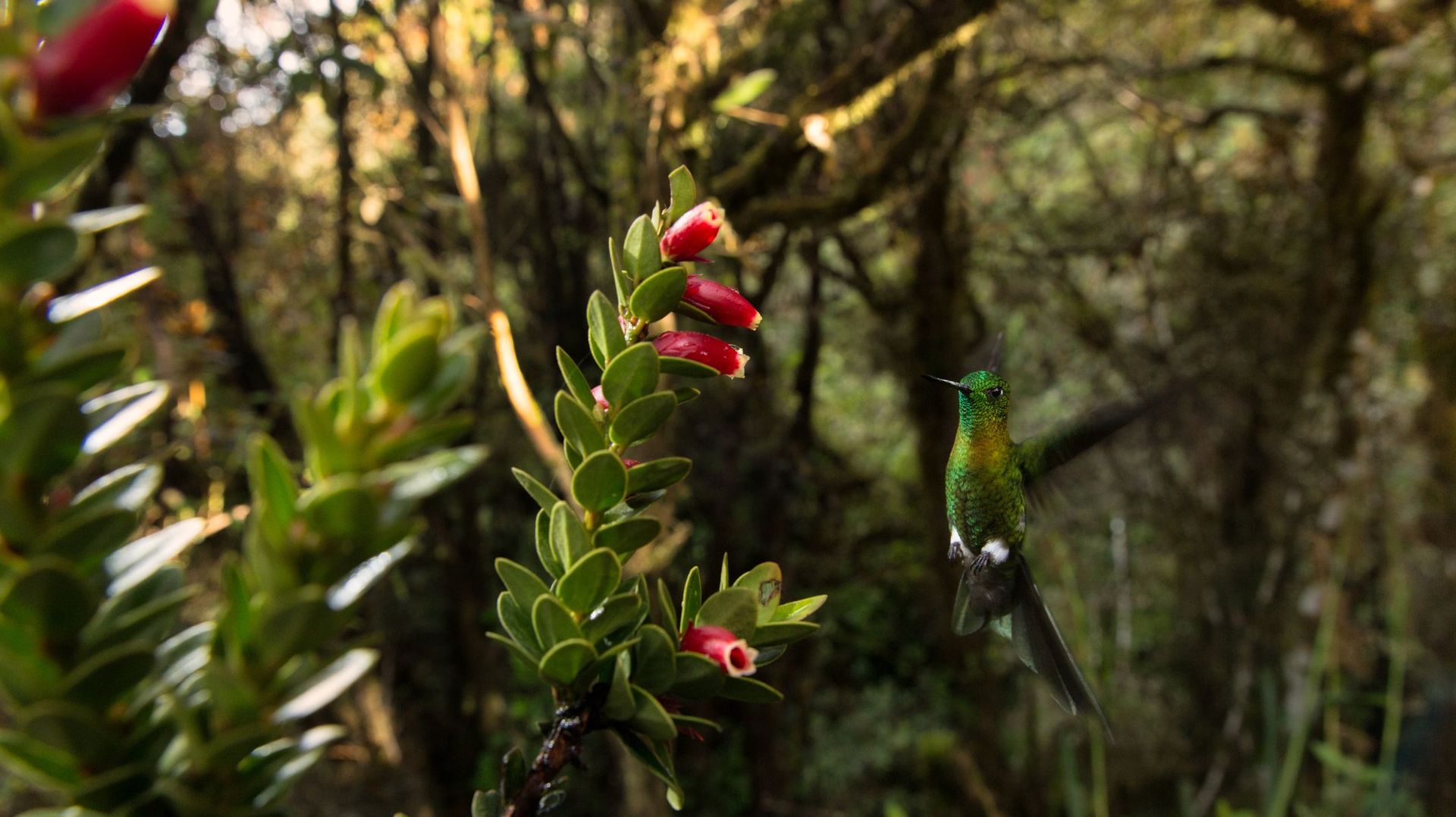 En Colombie, des scientifiques découvrent de nouvelles espèces en territoire inconnu