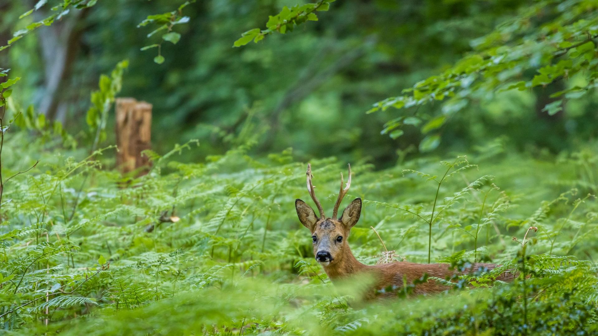 Chevreuil se cachant dans les fougères d'une forêt bruxelloise.
