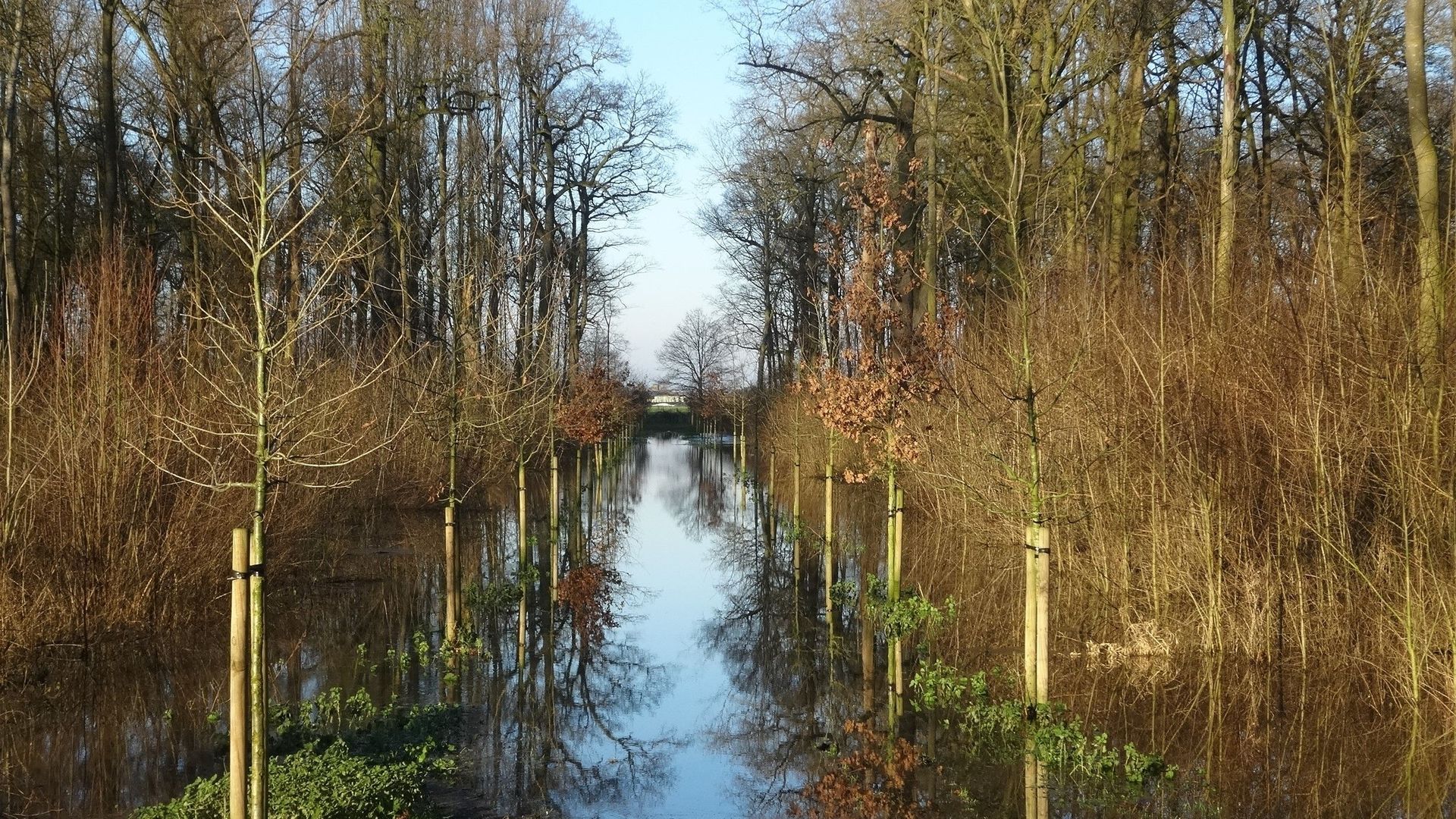 Flandre occidentale, jeune allée de chênes pédonculés replantée.