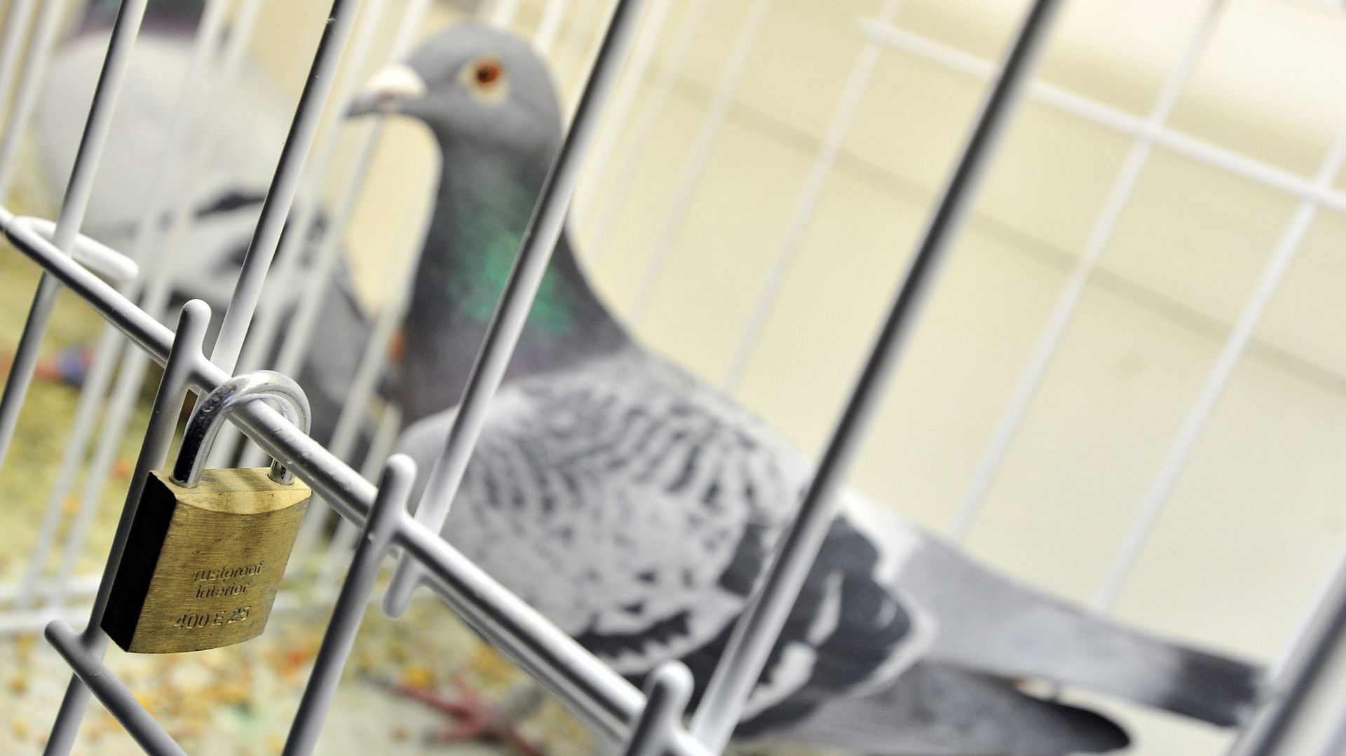 Brabant flamand: un pigeon mort prive 6000 foyers d'eau