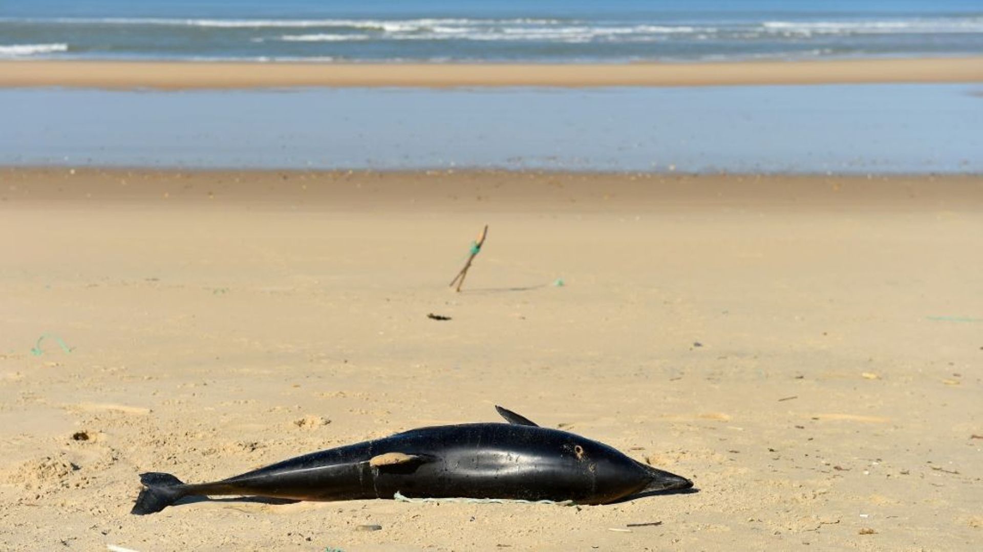 Un dauphin échoué sur une plage près de Lacanau (Gironde), le 22 mars 2019