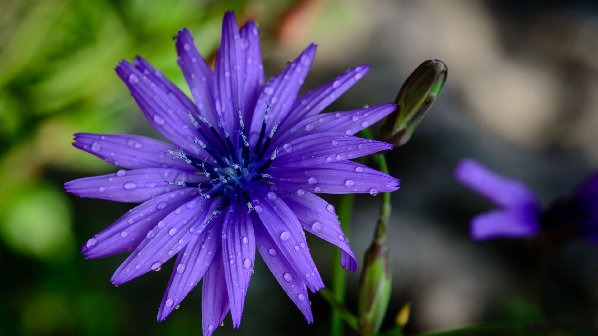 Petite fleure mauve avec pleins de pétales comme les pâquerettes.