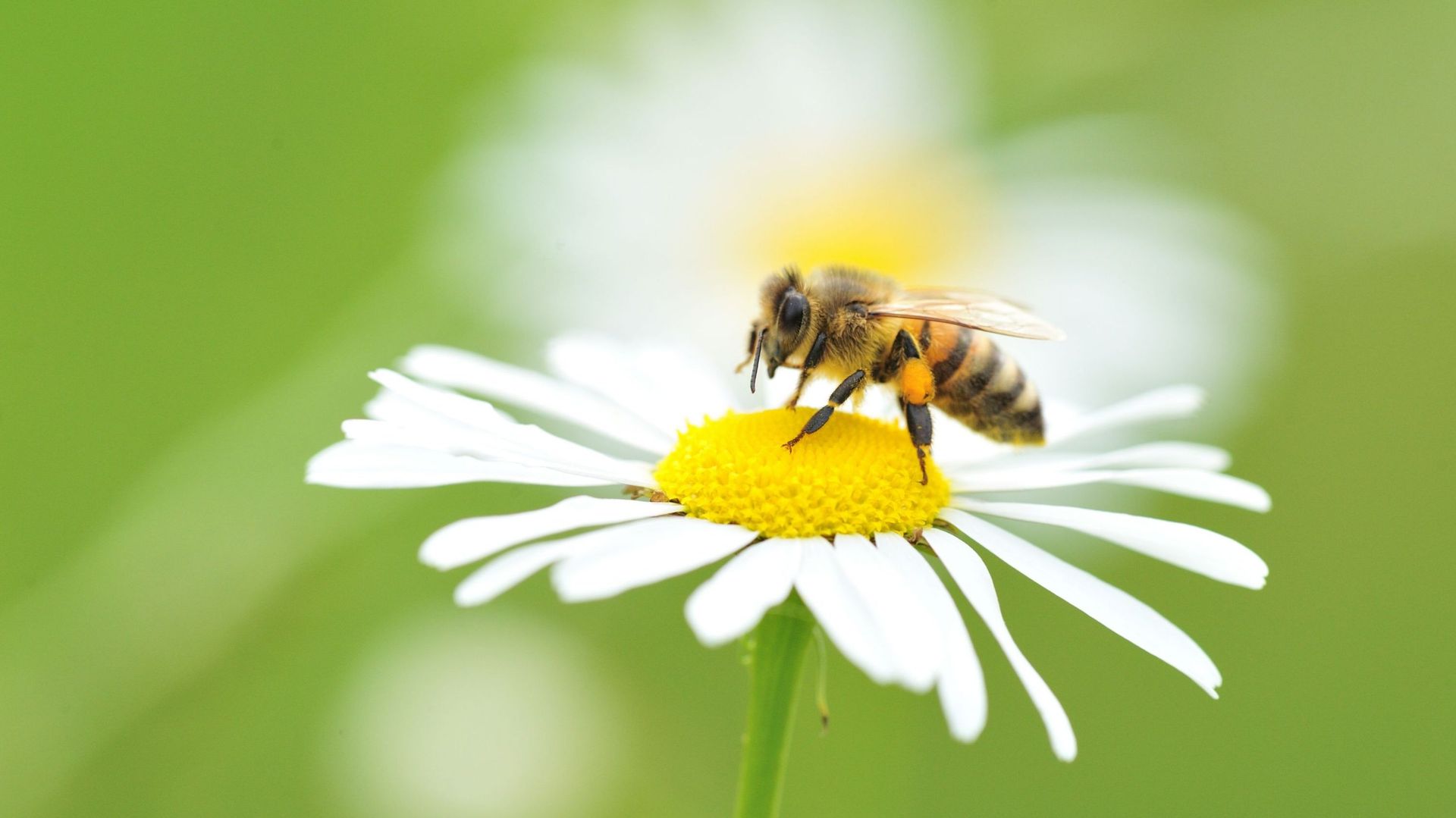 Abeilles et autres pollinisateurs : il est temps d’agir !