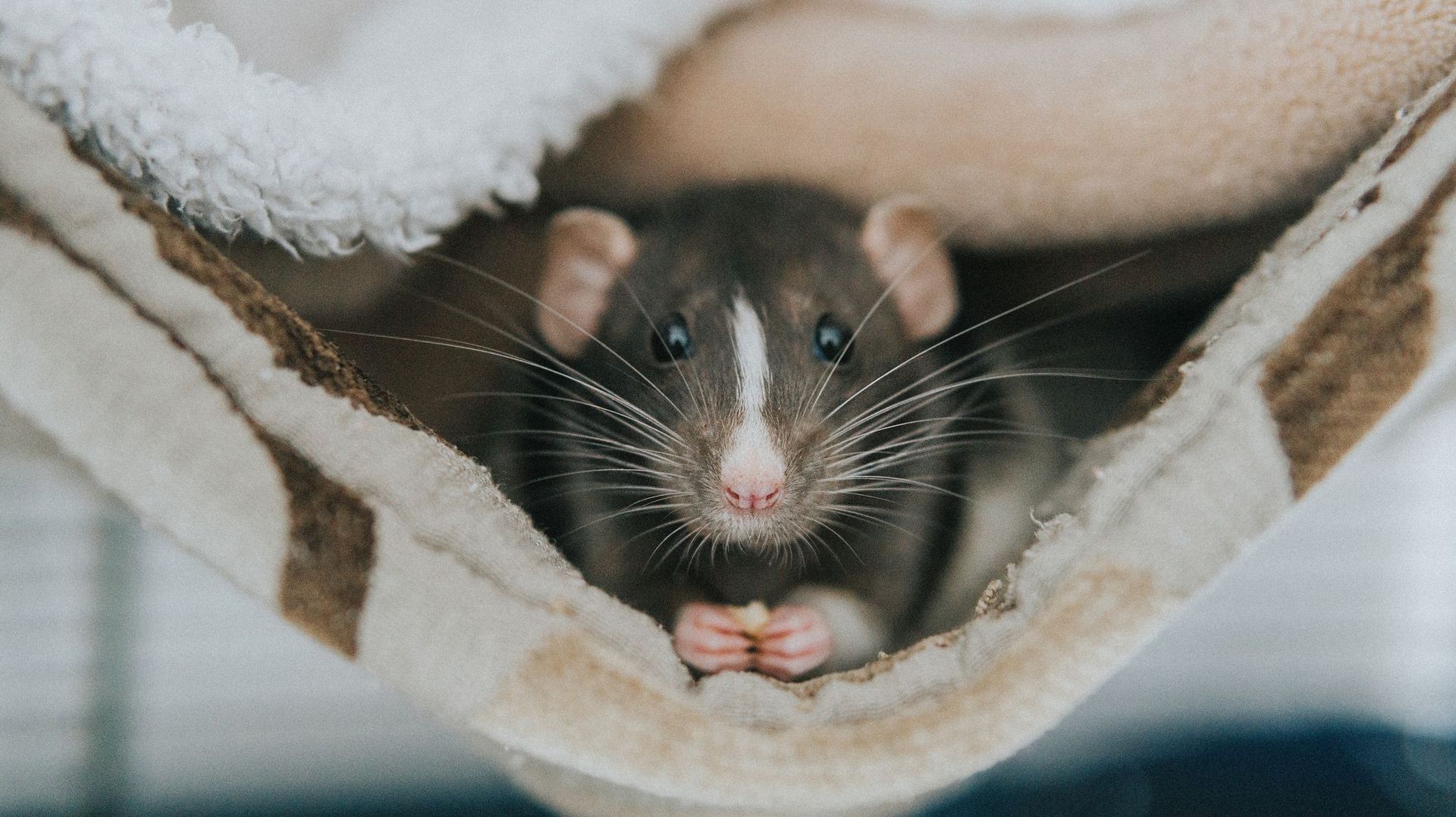 Adopter un rat, c'est vraiment une super idée !