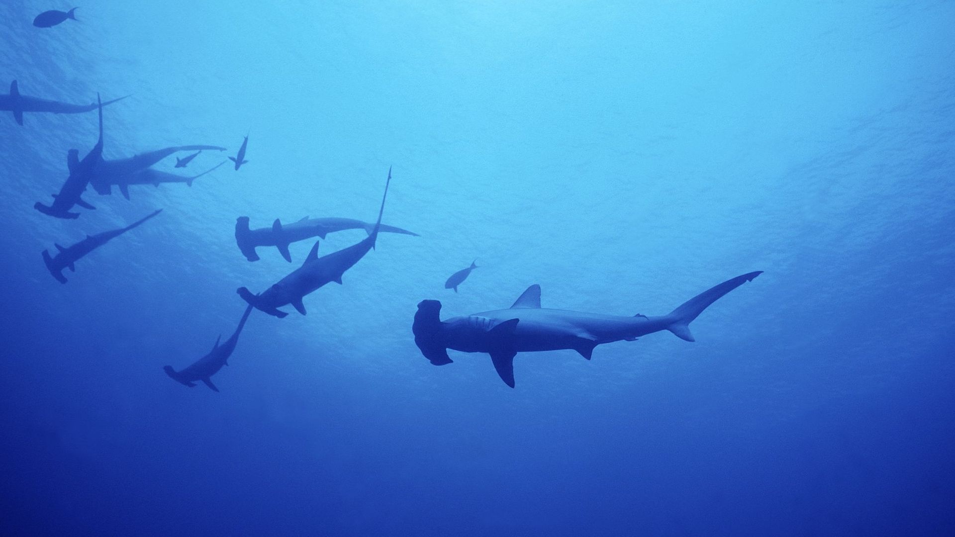 Requins-marteaux.