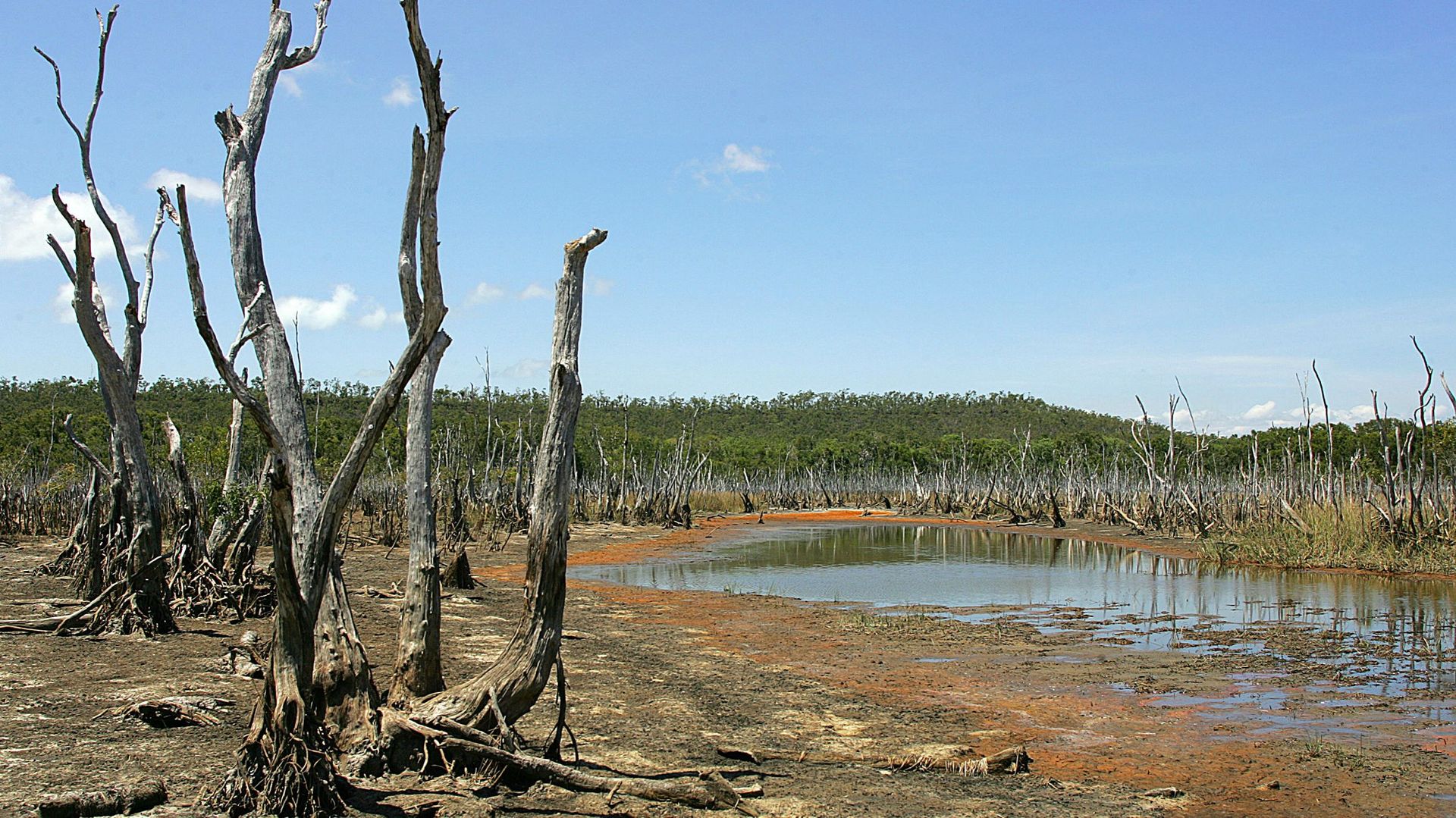 Climat: des milliers d'hectares de mangrove meurent dans le nord de l'Australie