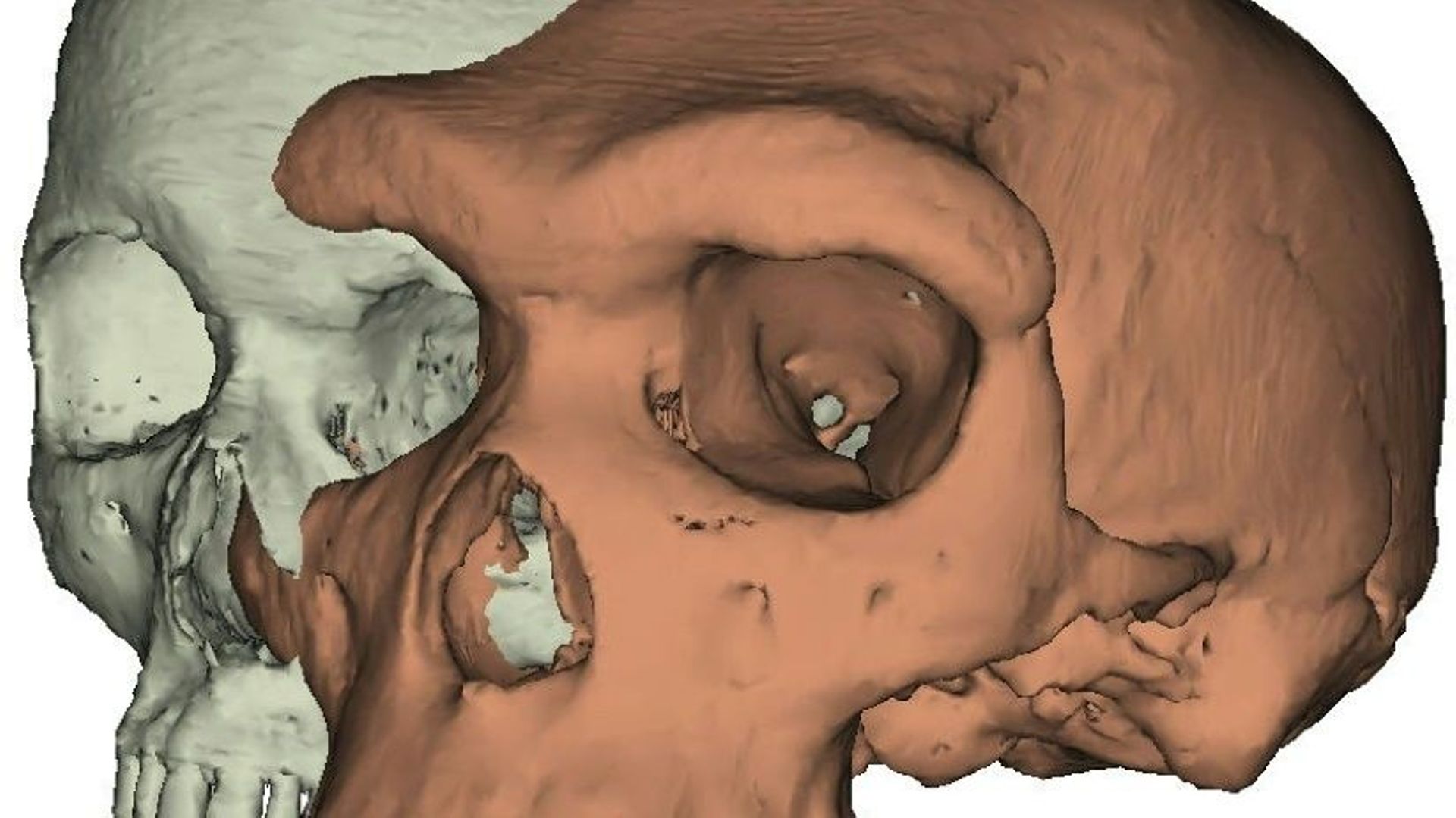 Représentations en 3D d'un crâne d'humain moderne (à gauche) et d'un membre de la lignée  Homo heidelbergensis, fournies par l'Université britannique de York.