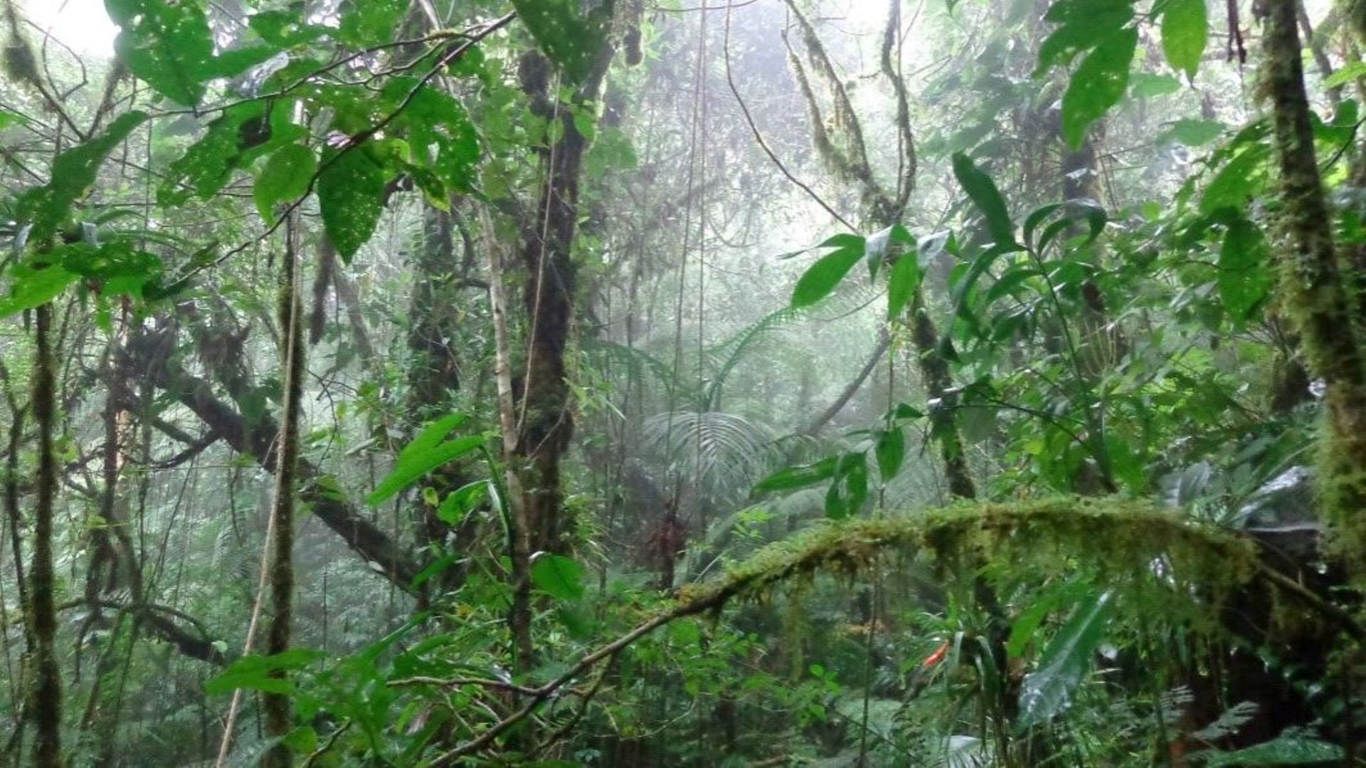 Une vue atmosphérique de la forêt nuageuse du parc national de Cusuco, au Honduras, où les nouvelles espèces ont été découvertes