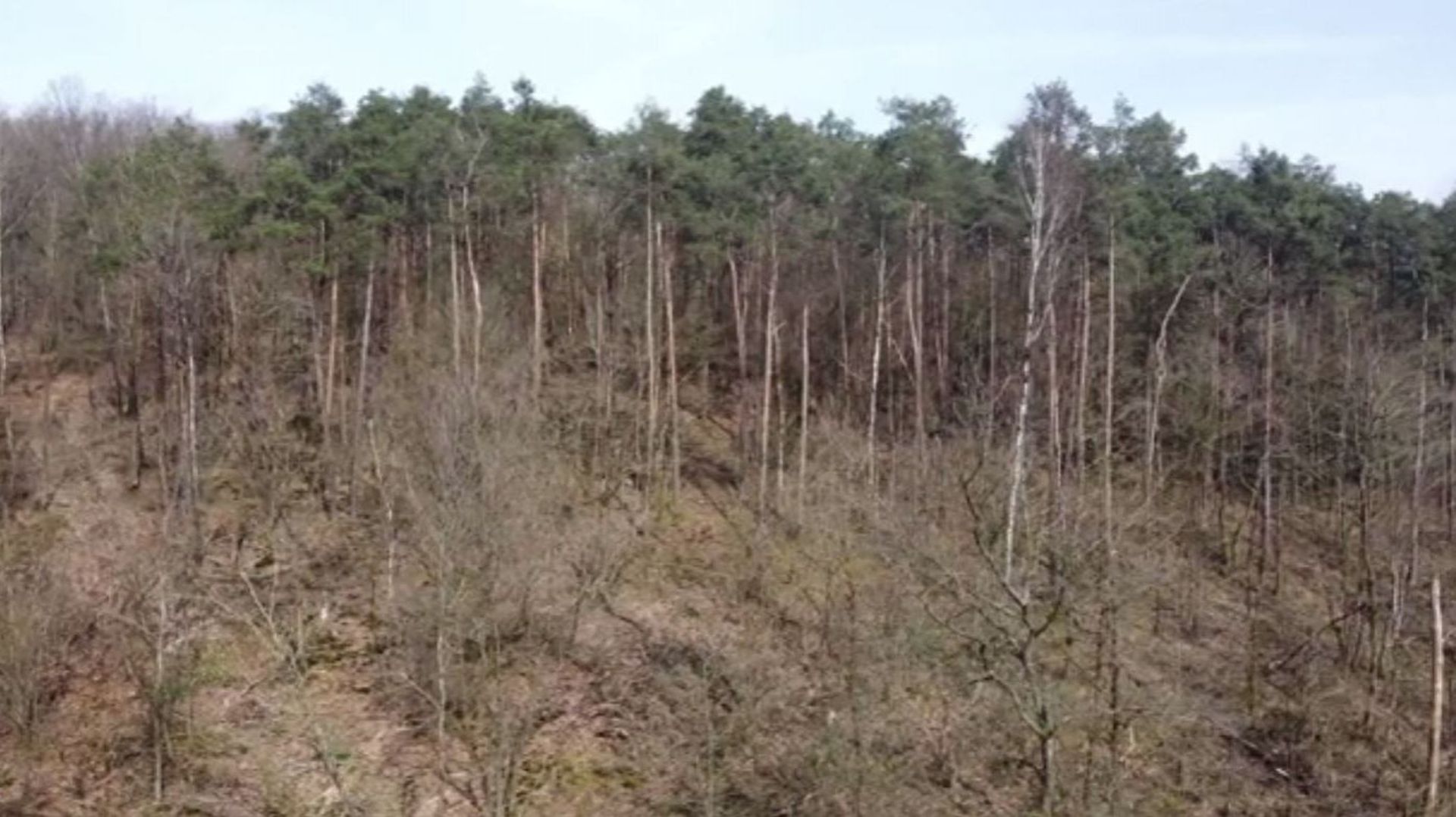70.000 hectares de forêt primaire à la frontière franco-belge, un projet ambitieux mais rejeté du côté français…
