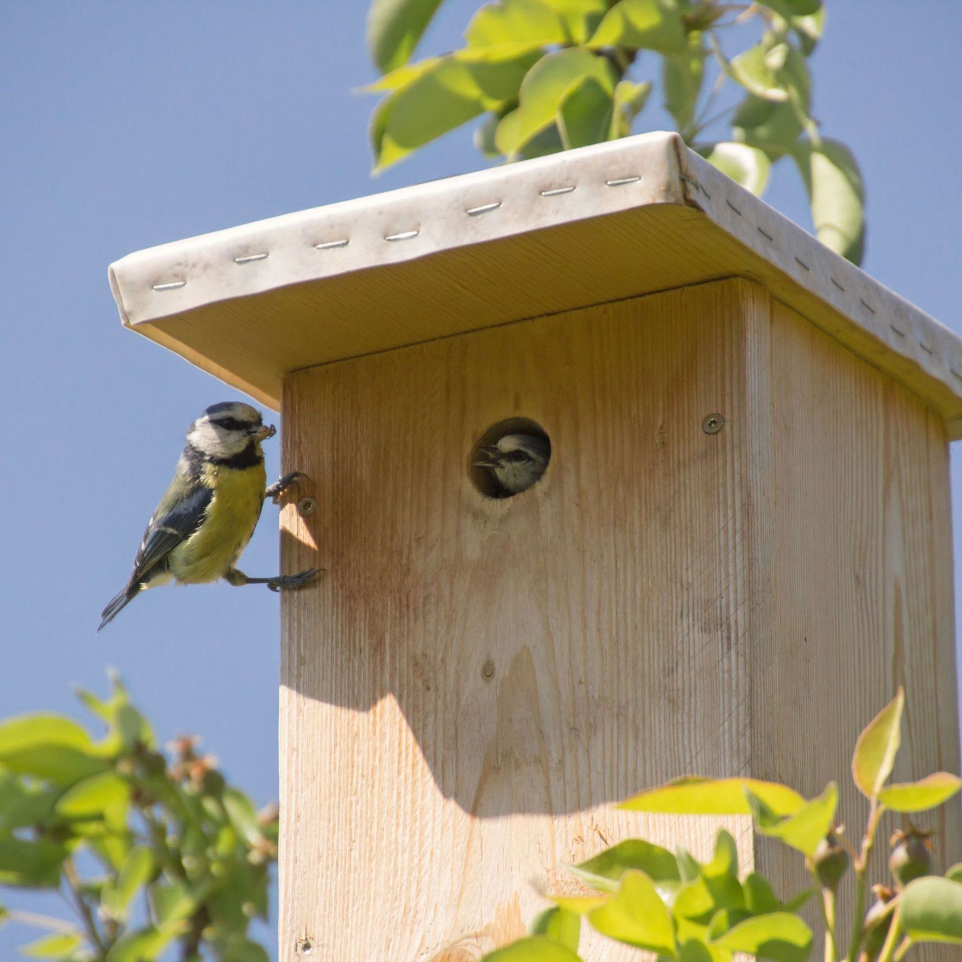 Nourrir les oiseaux du jardin : quand, comment et bonnes pratiques
