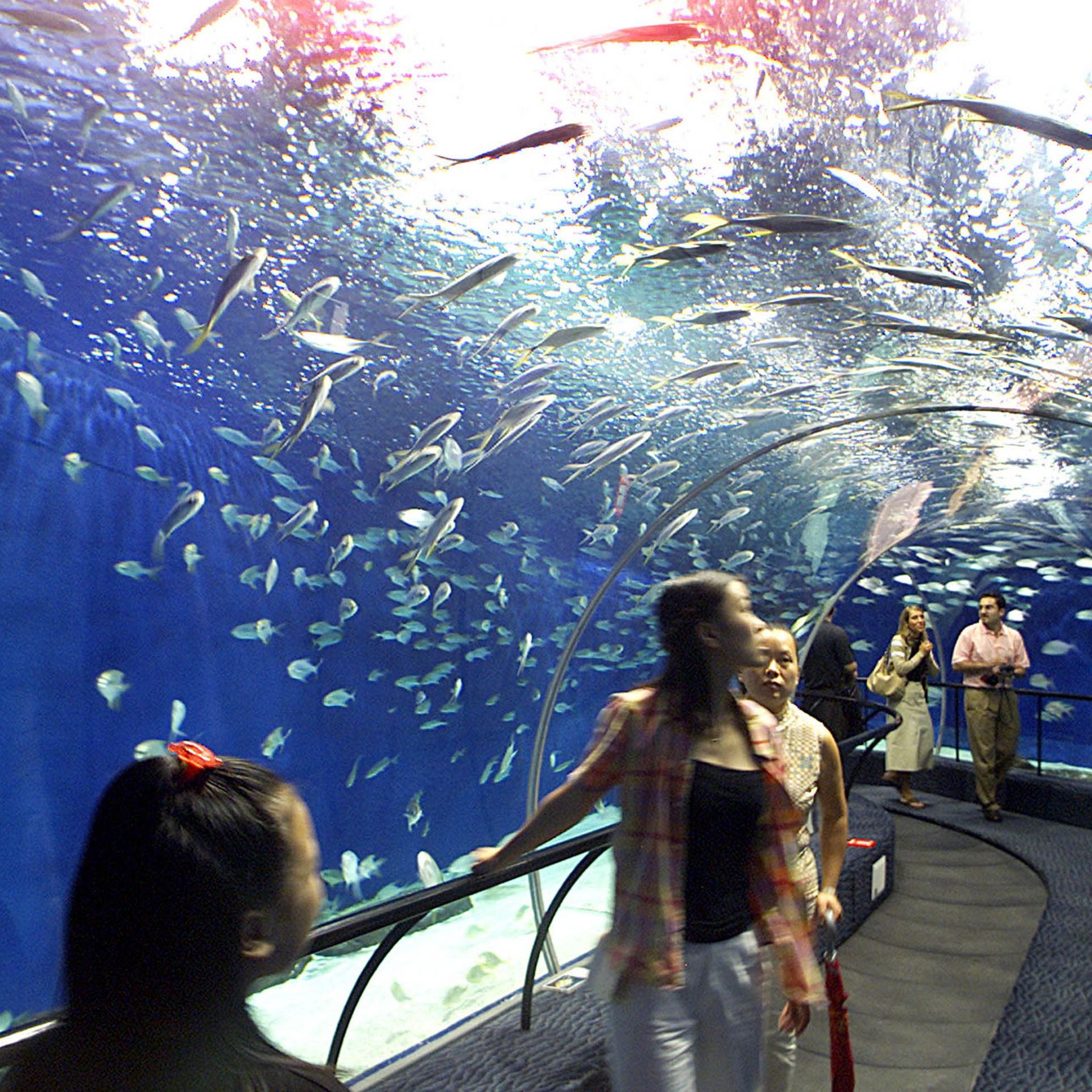 Le plus petit aquarium du monde. - GuruMeditation