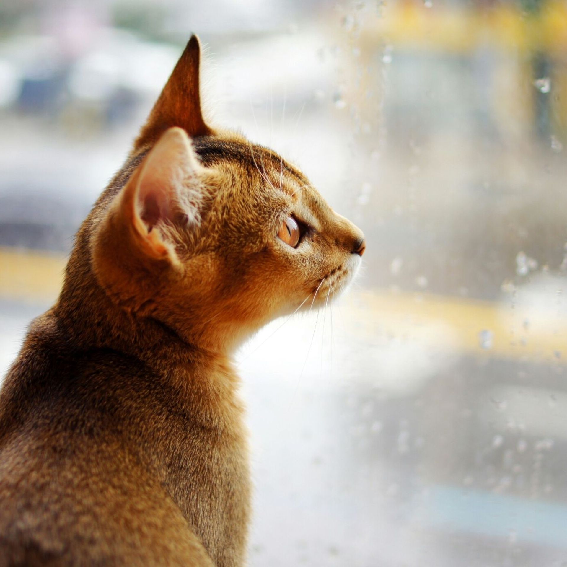 Phobie Des Tempetes Chez Les Chiens Et Les Chats Comment Les Aider A Gerer Leur Stress