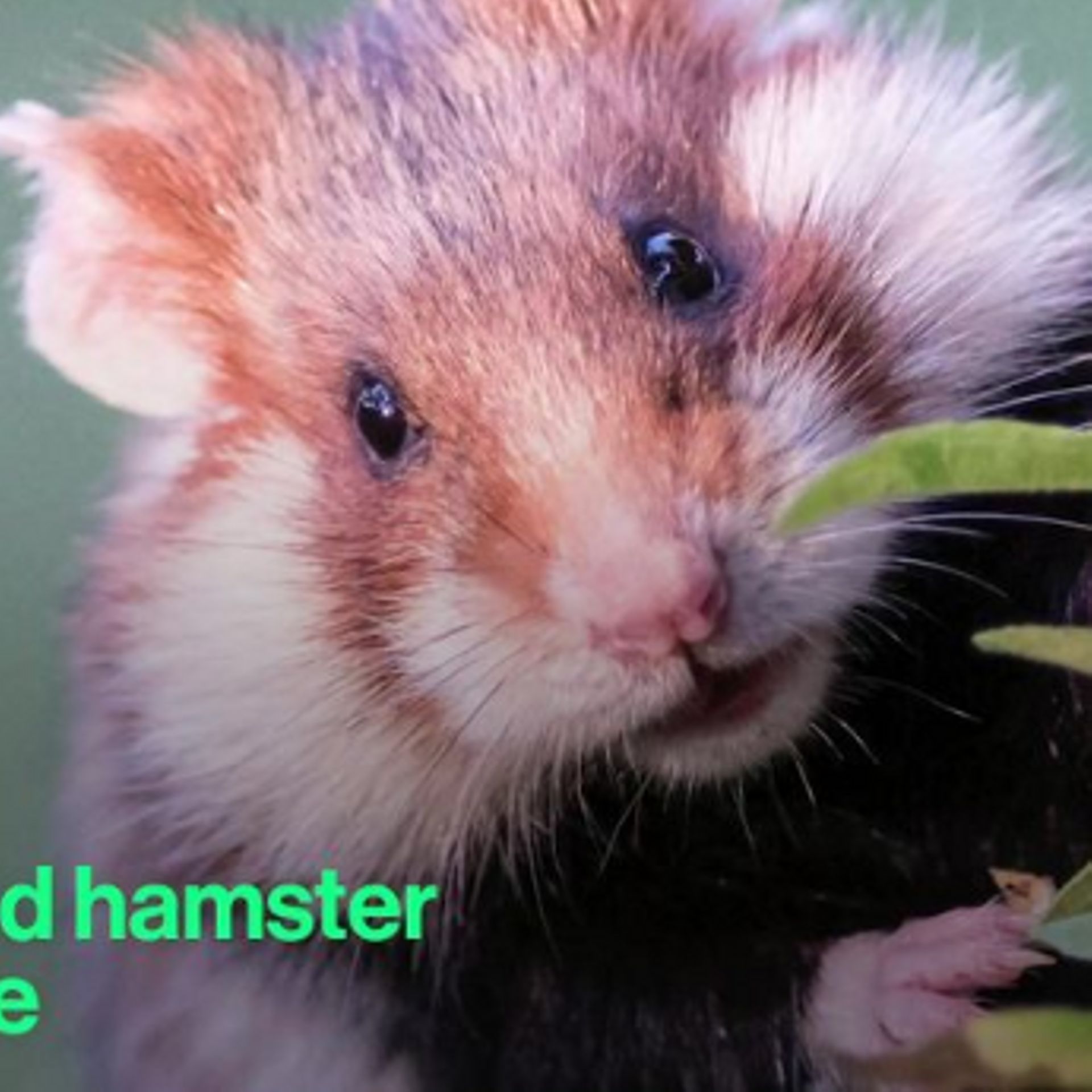 le hamster le plus gros du monde