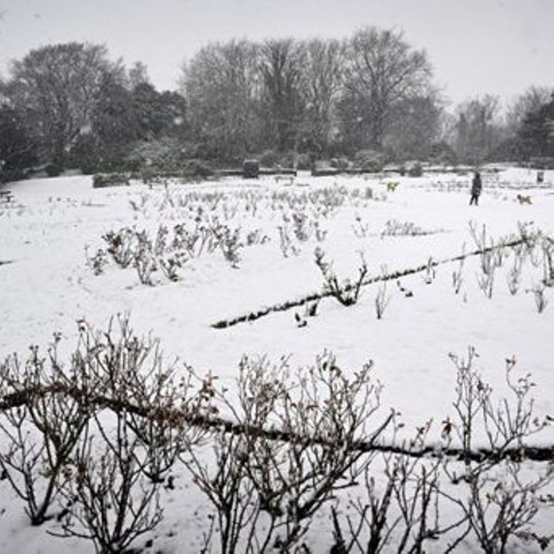 Bientôt de la neige au Royaume-Uni ?