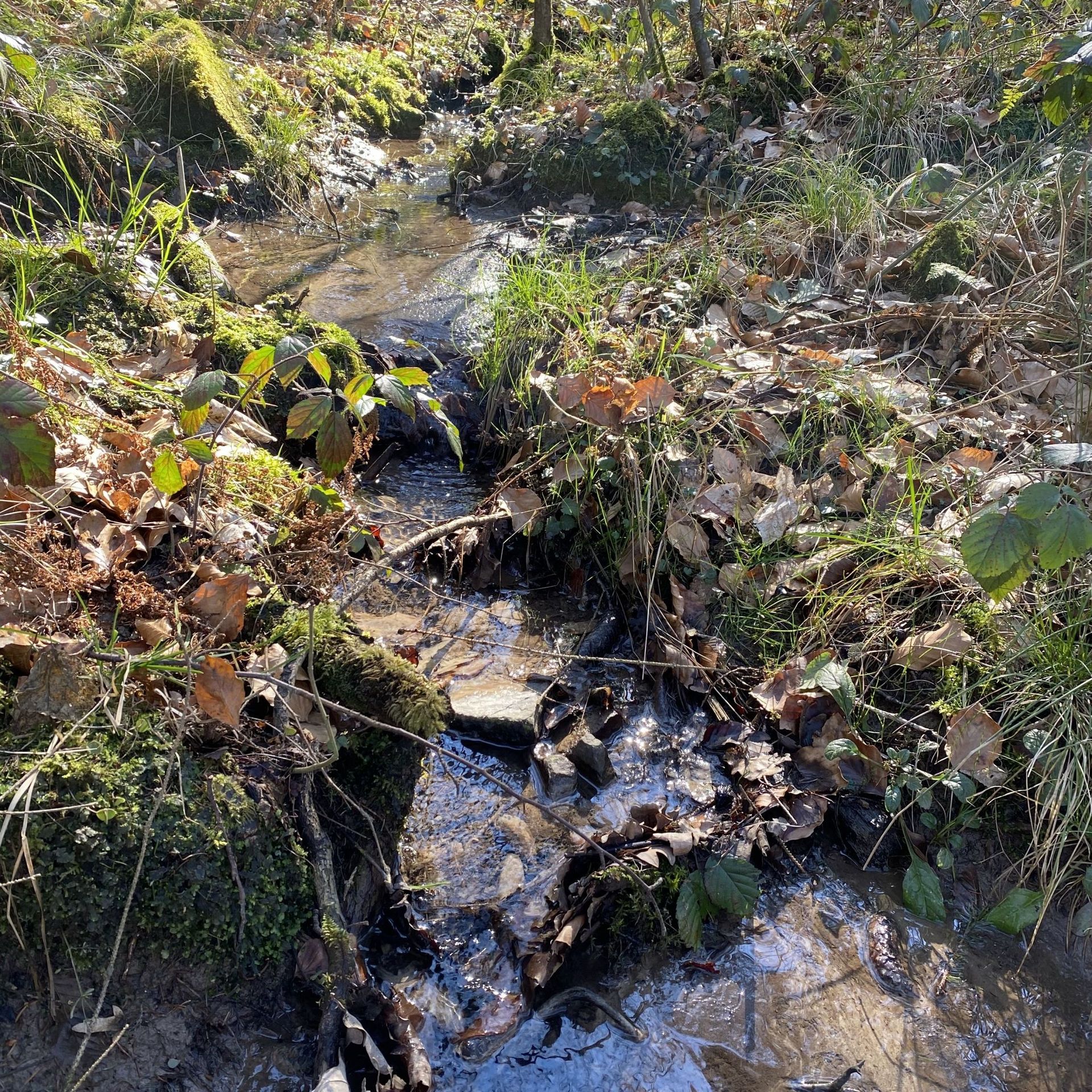 Un filet d’eau s’écoule d’une des sources.