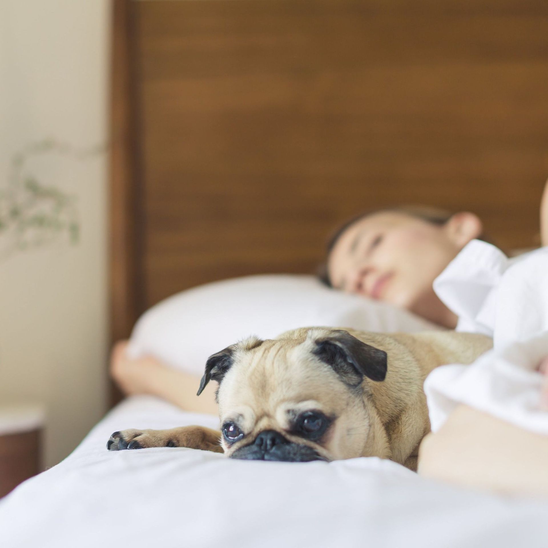 Les femmes qui dorment avec un chien auraient un meilleur sommeil que  celles qui dorment avec un homme - RTBF Actus