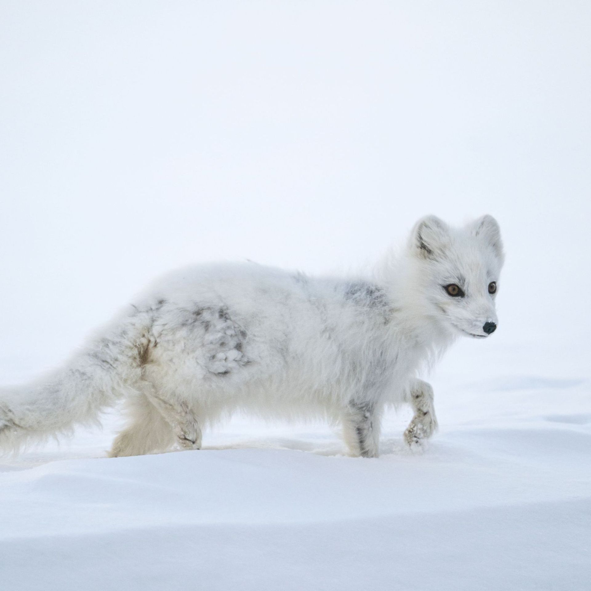 toundra arctique renard arctique