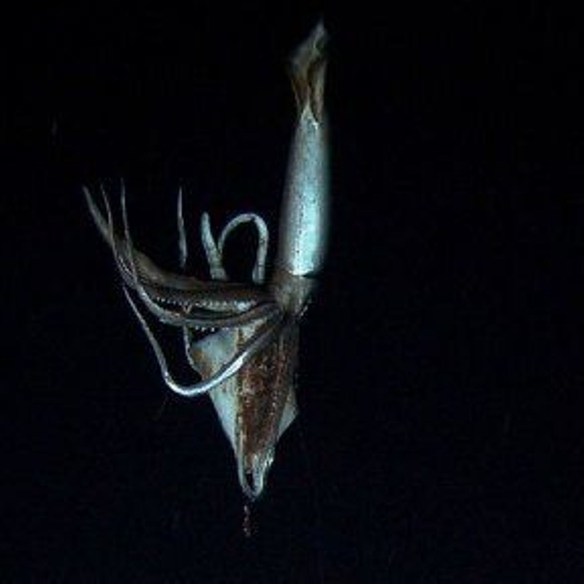 calmar géant vivant dans son habitat naturel